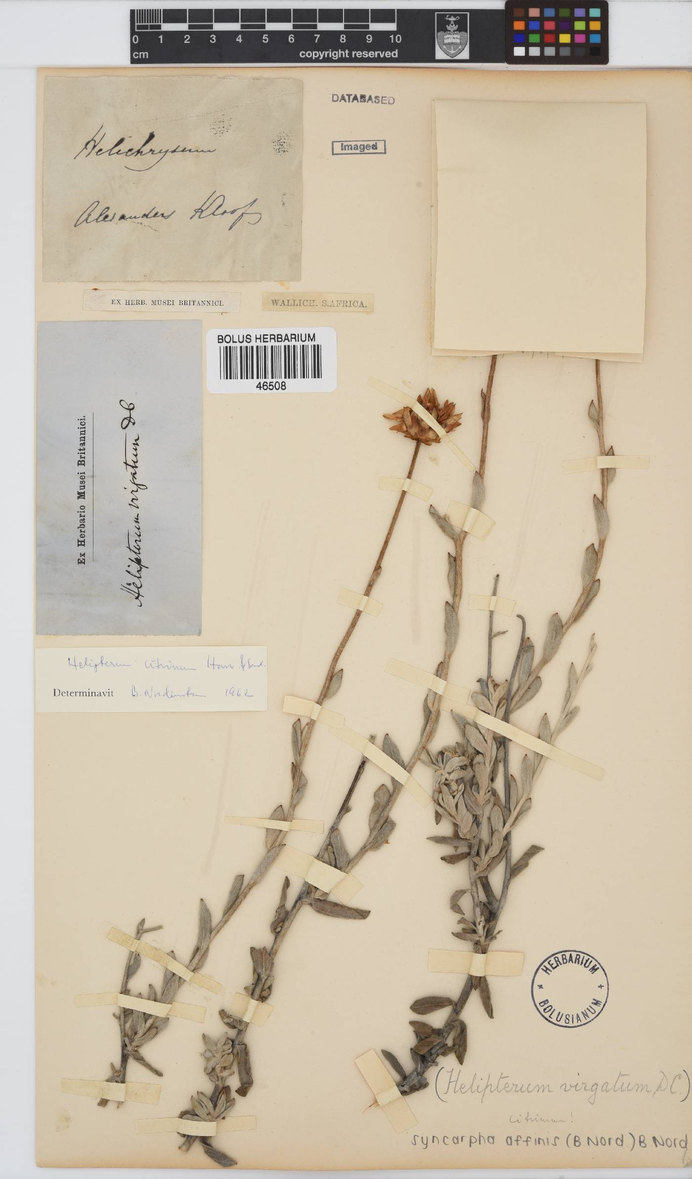 Syncarpha affinis image