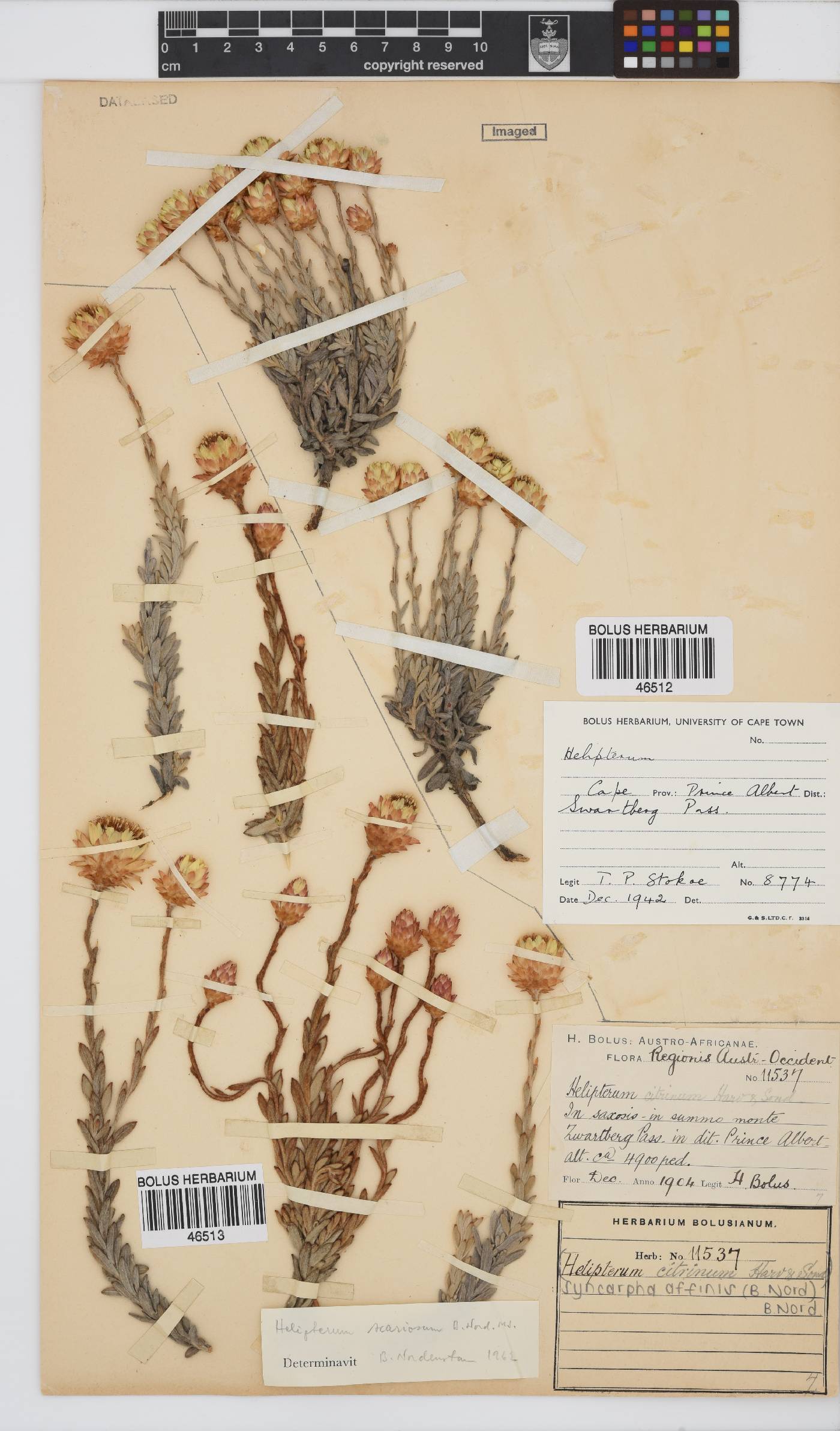 Syncarpha affinis image
