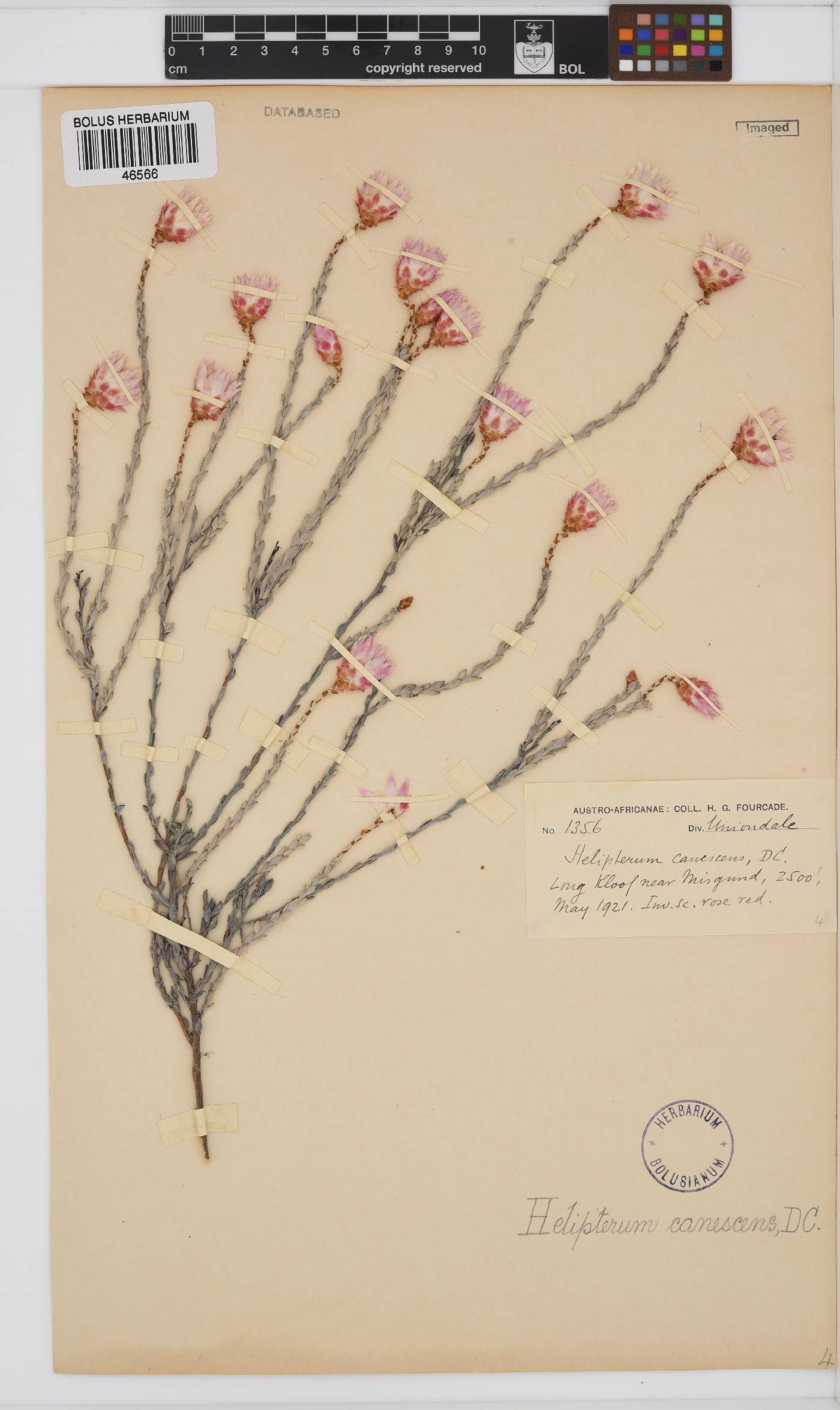 Syncarpha canescens image