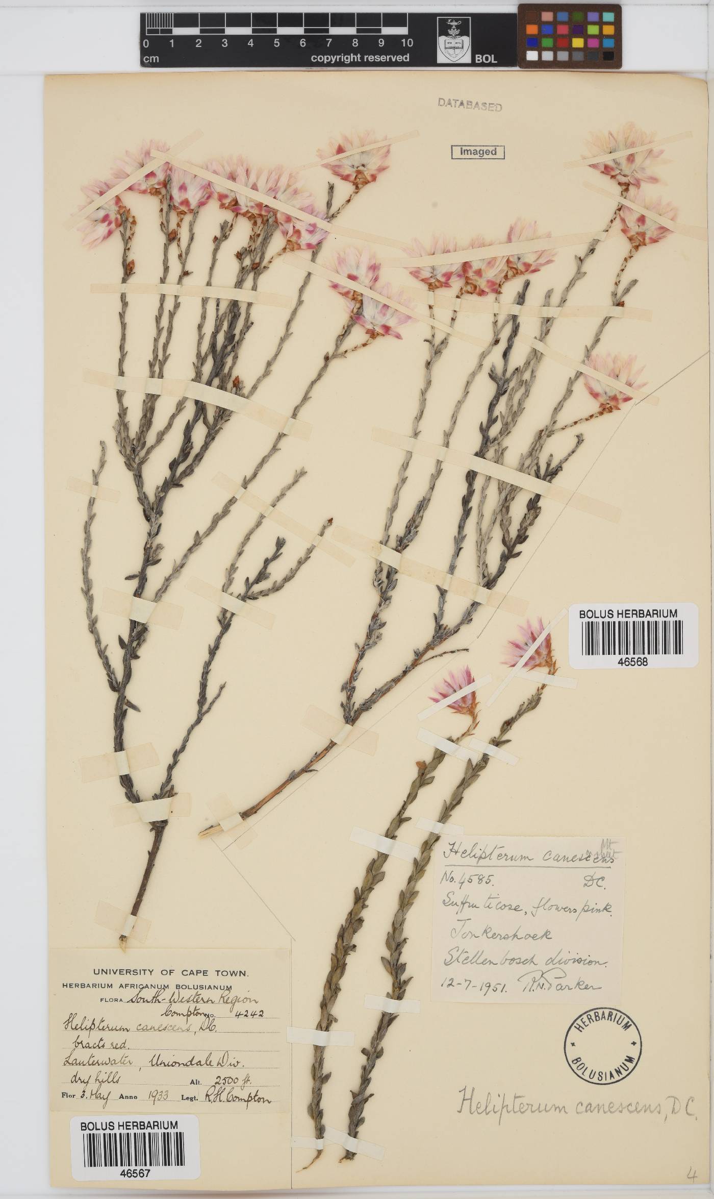 Syncarpha canescens image