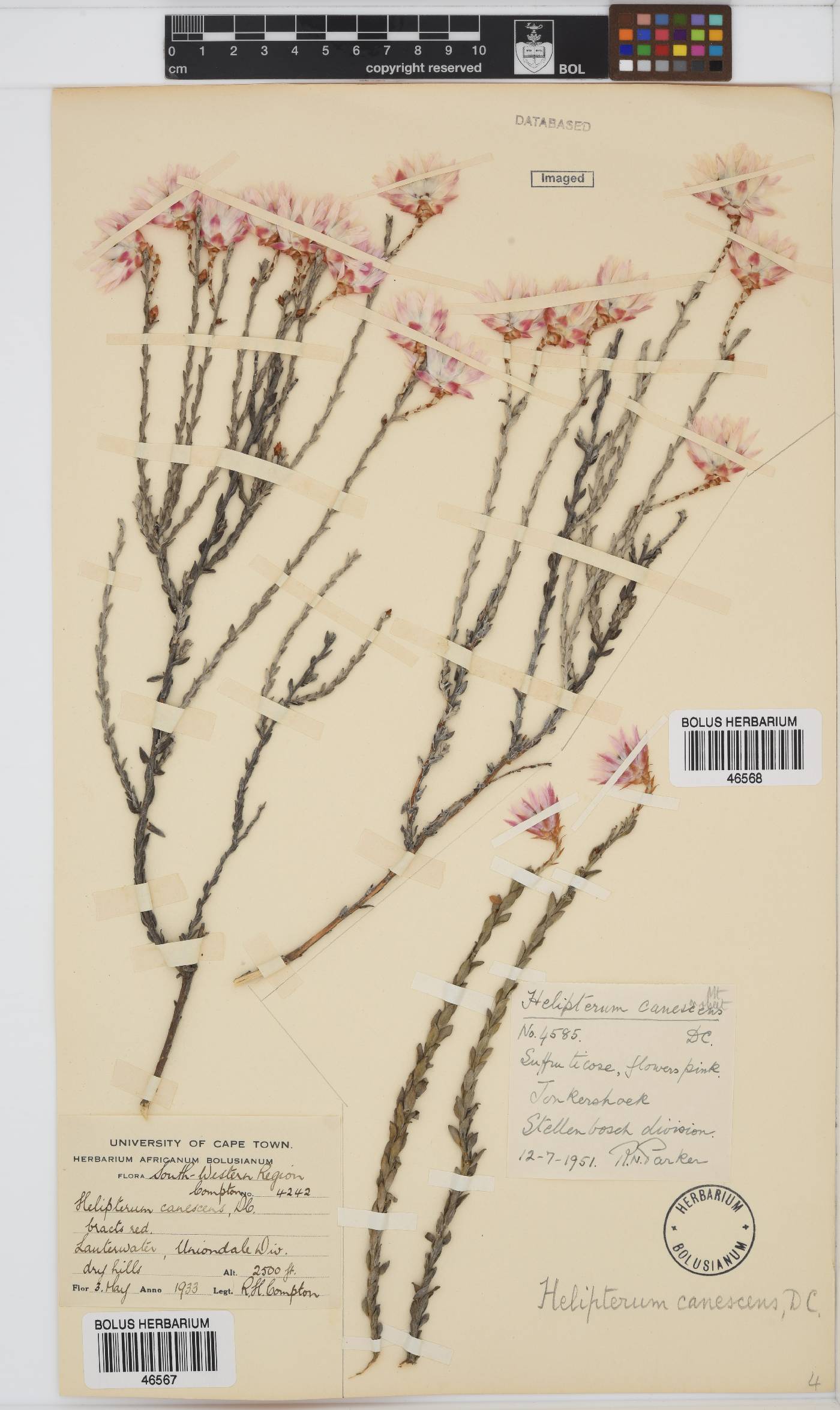 Syncarpha canescens image