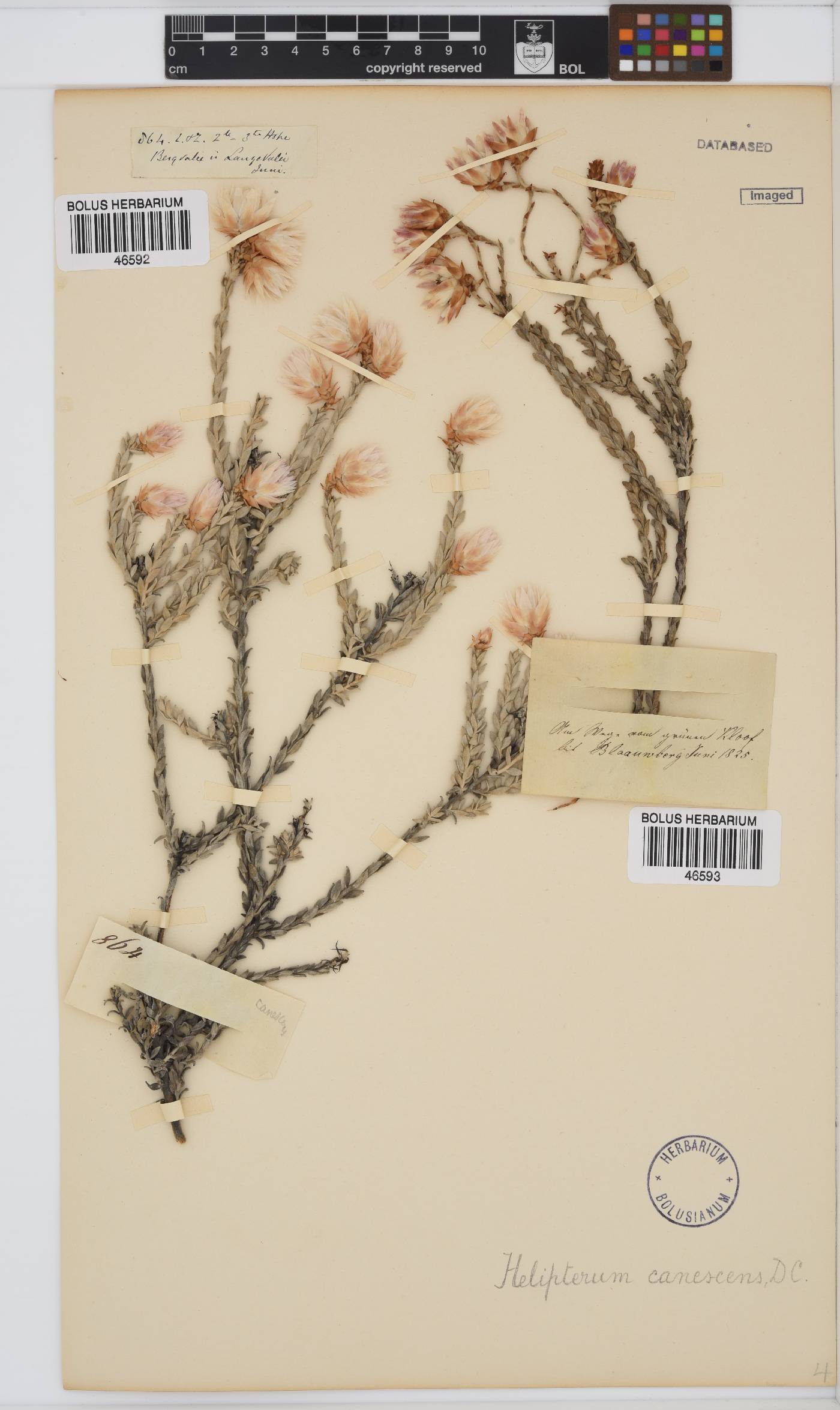 Syncarpha canescens image