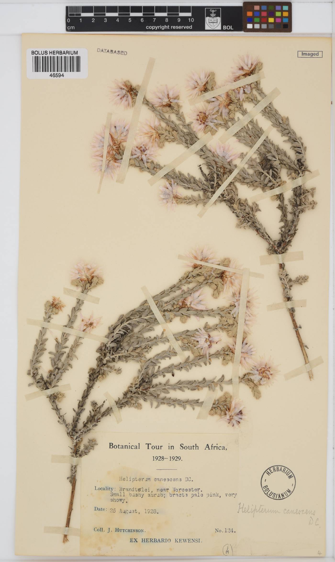 Syncarpha canescens image