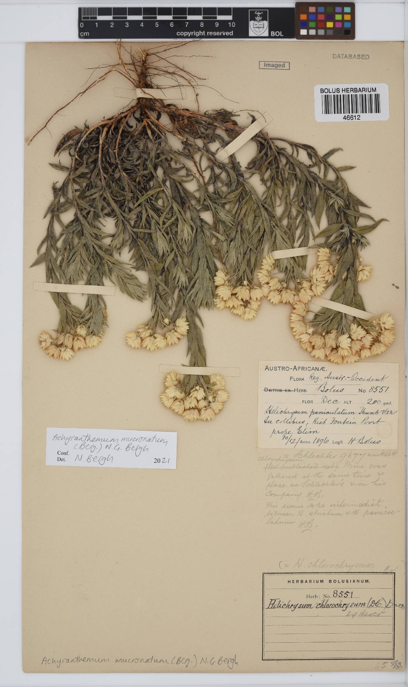 Achyranthemum mucronatum image