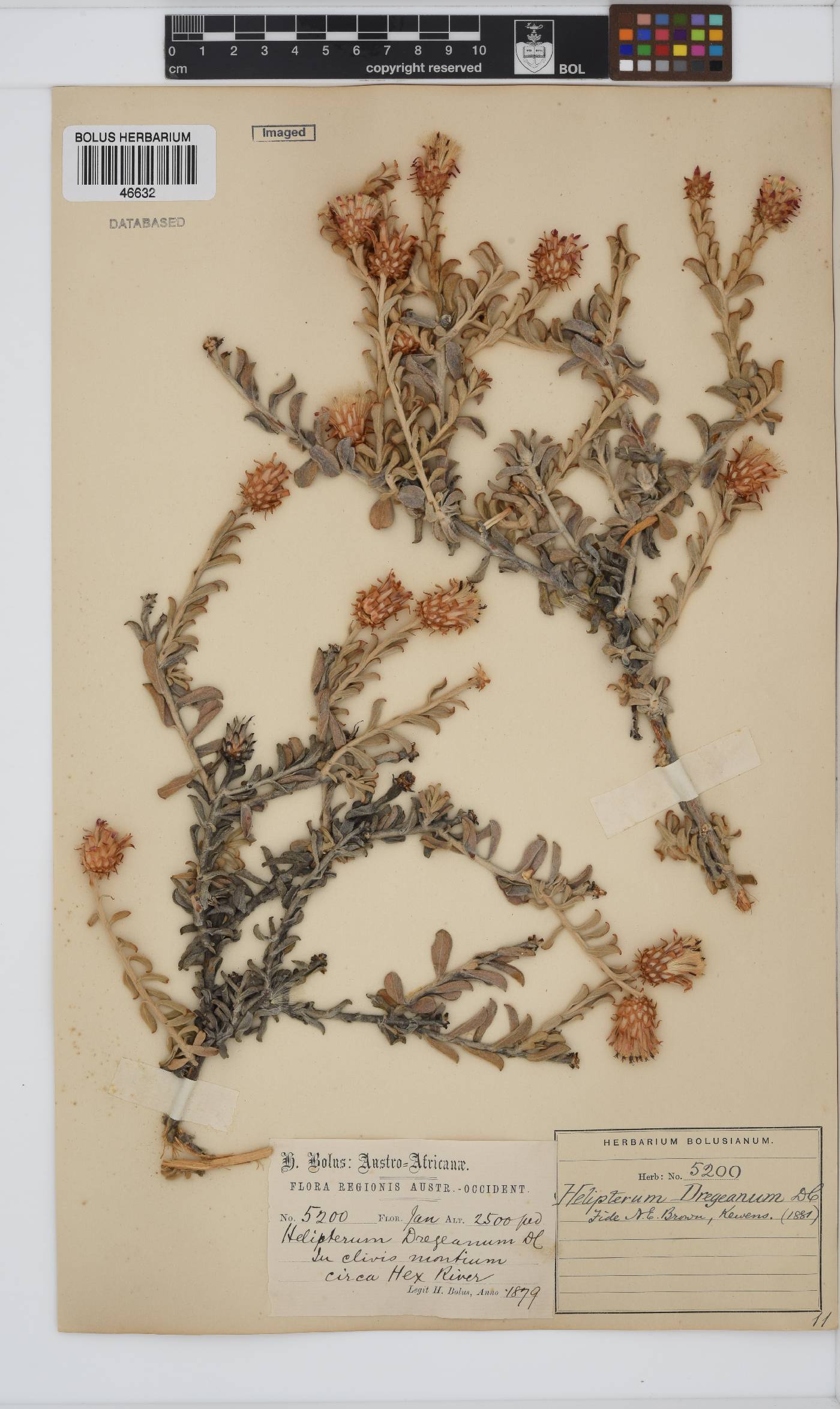 Syncarpha dregeana image