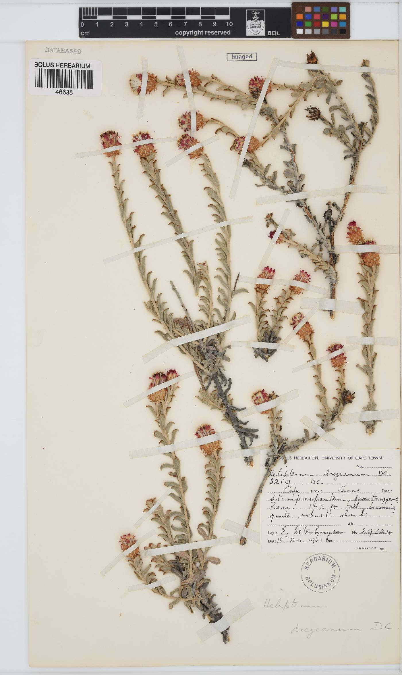 Syncarpha dregeana image