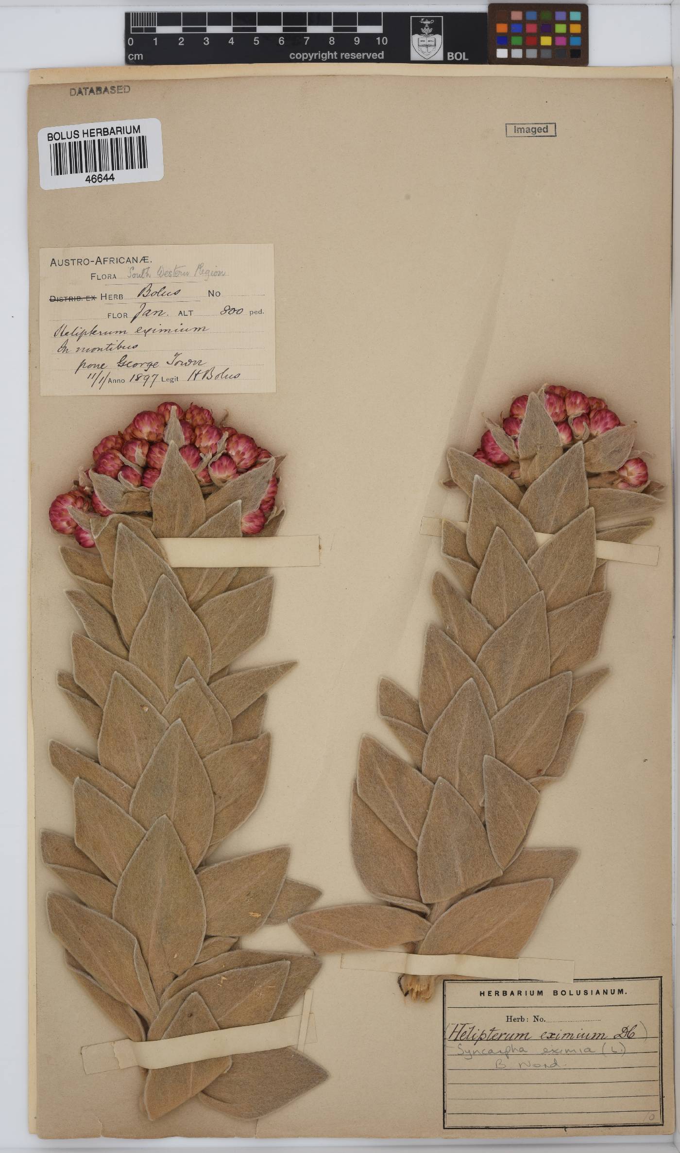 Syncarpha eximia image
