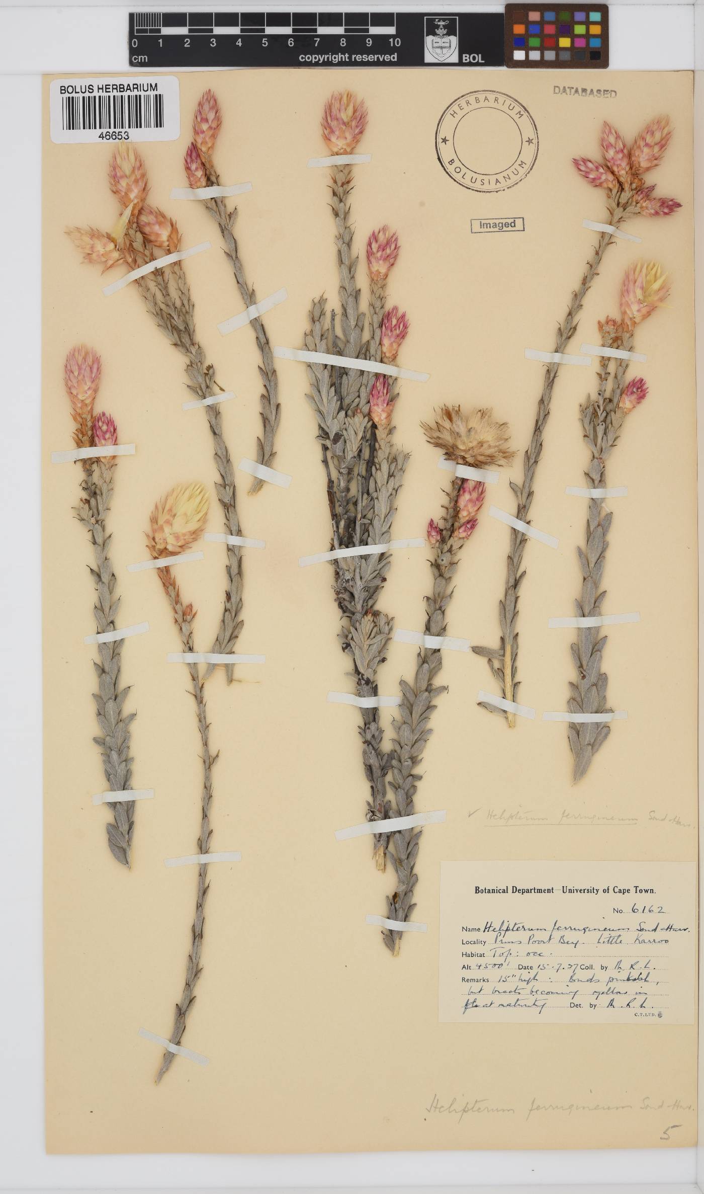 Syncarpha ferruginea image