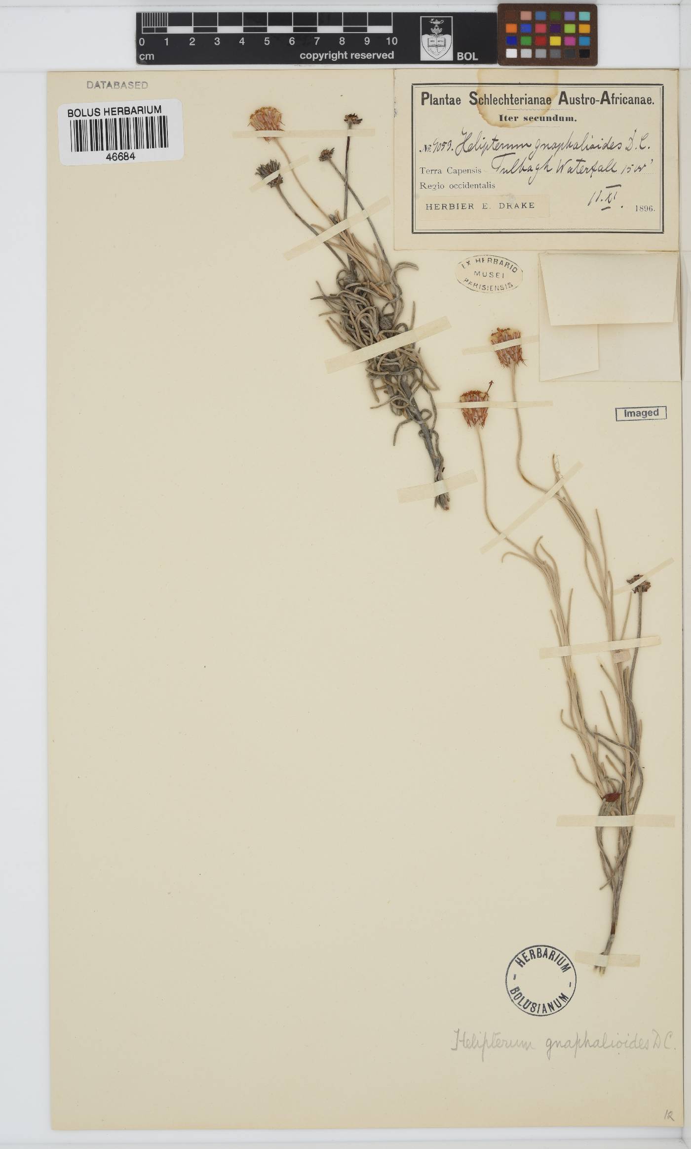 Syncarpha gnaphaloides image