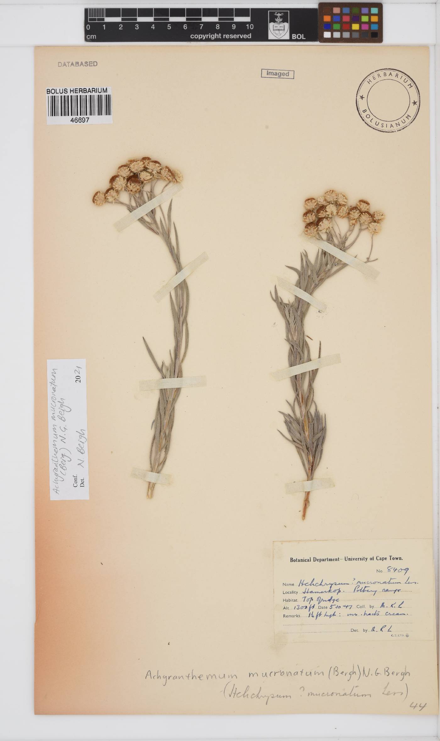 Achyranthemum mucronatum image