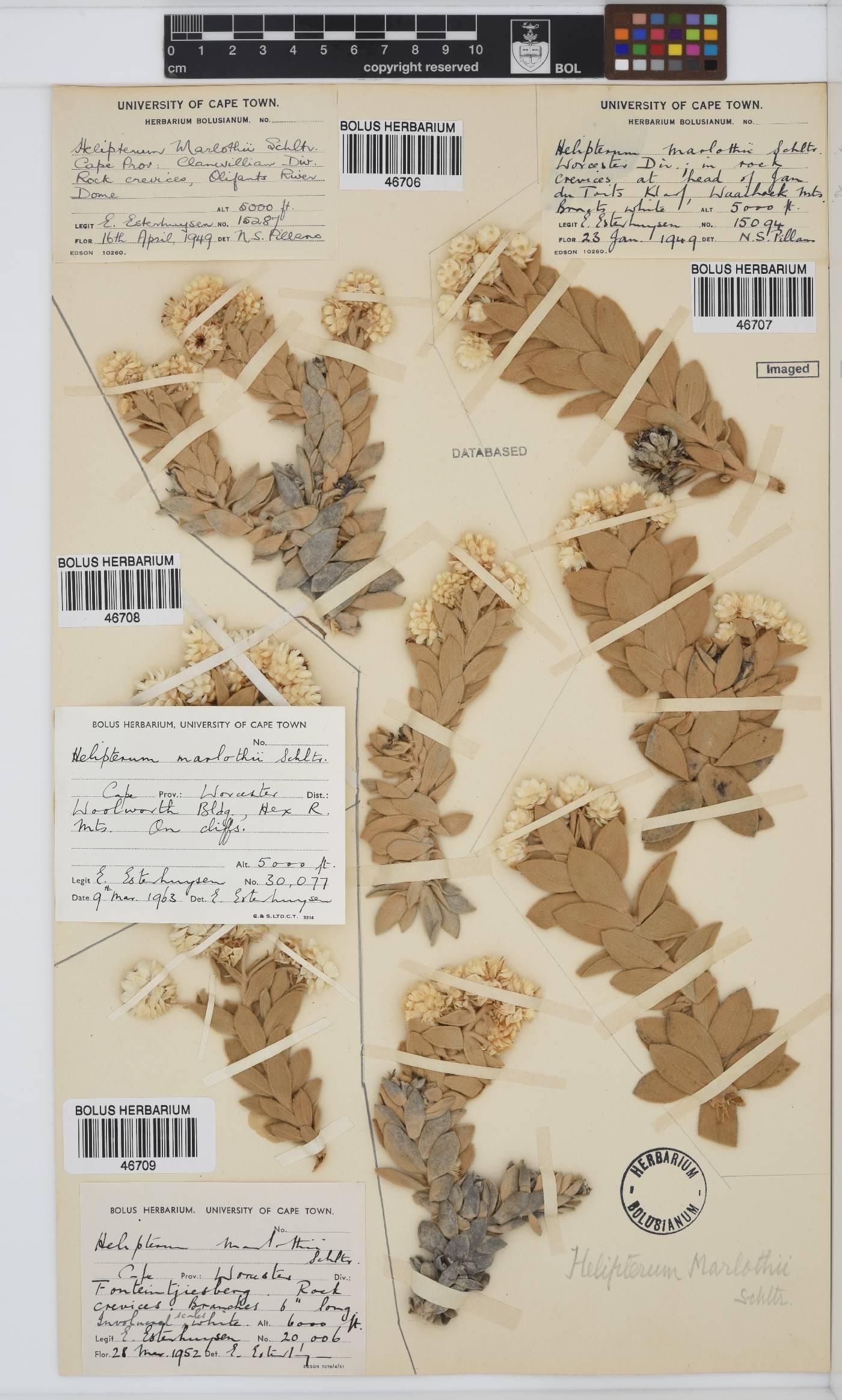 Syncarpha marlothii image