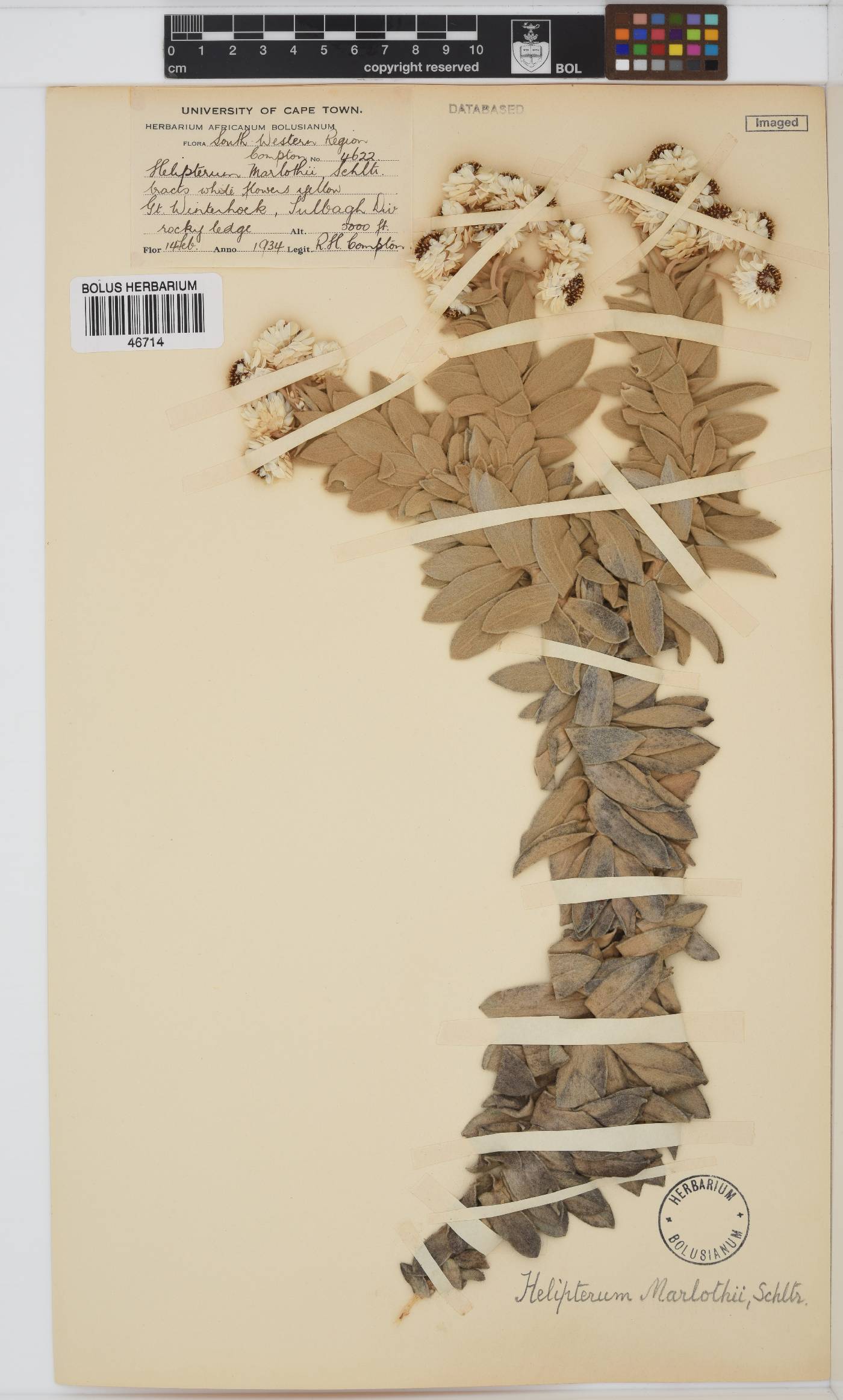 Syncarpha marlothii image