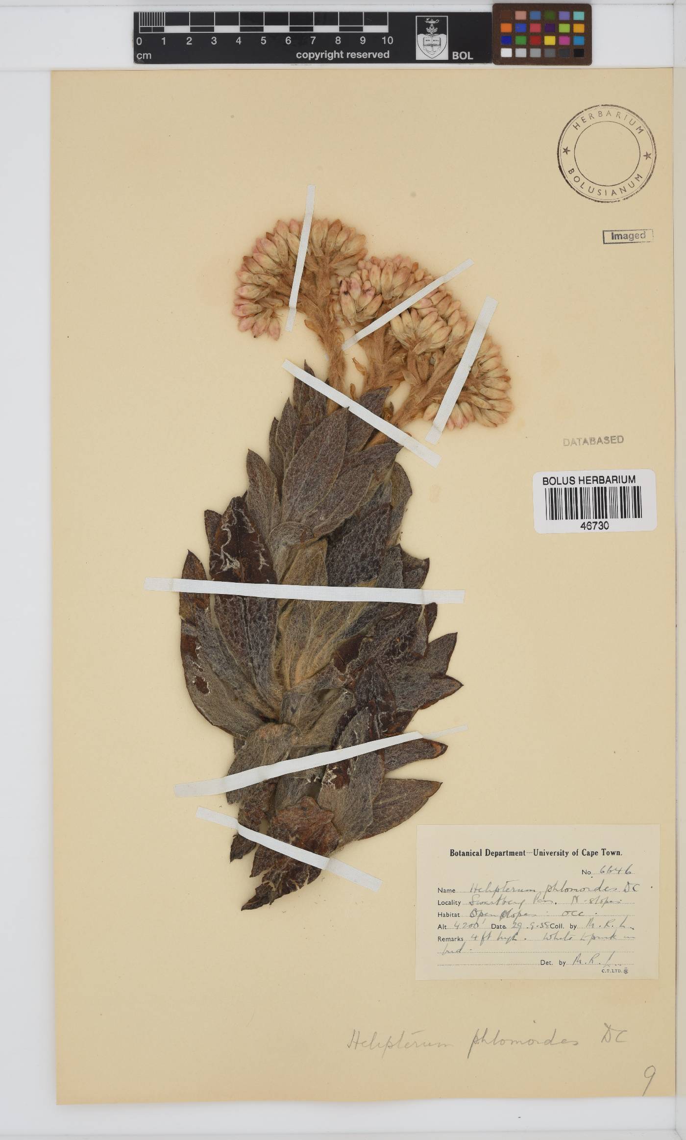 Syncarpha milleflora image