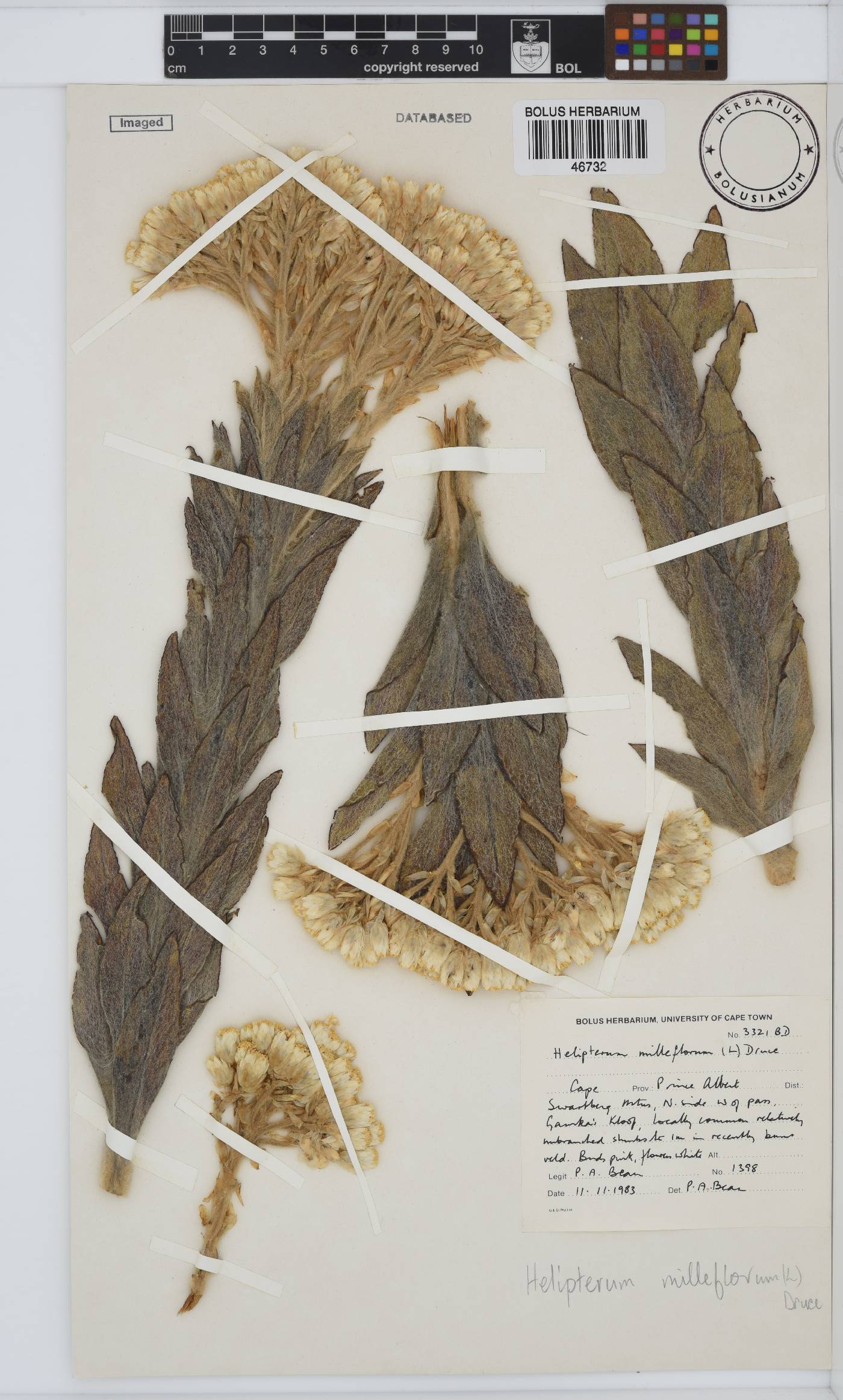 Syncarpha milleflora image