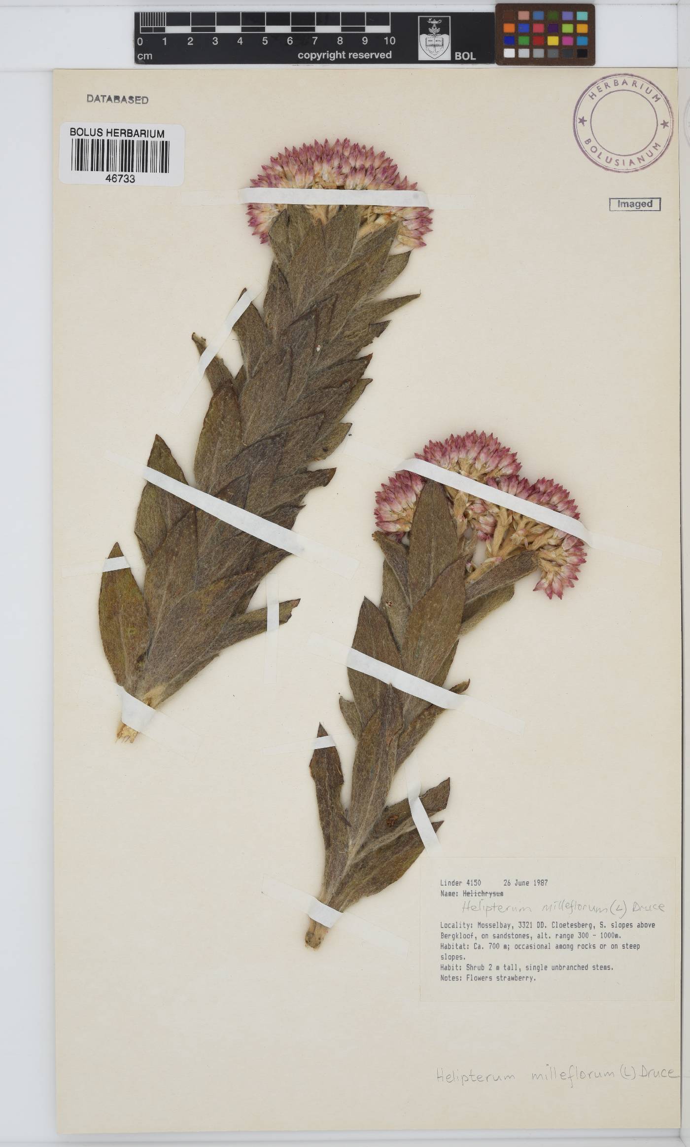 Syncarpha milleflora image