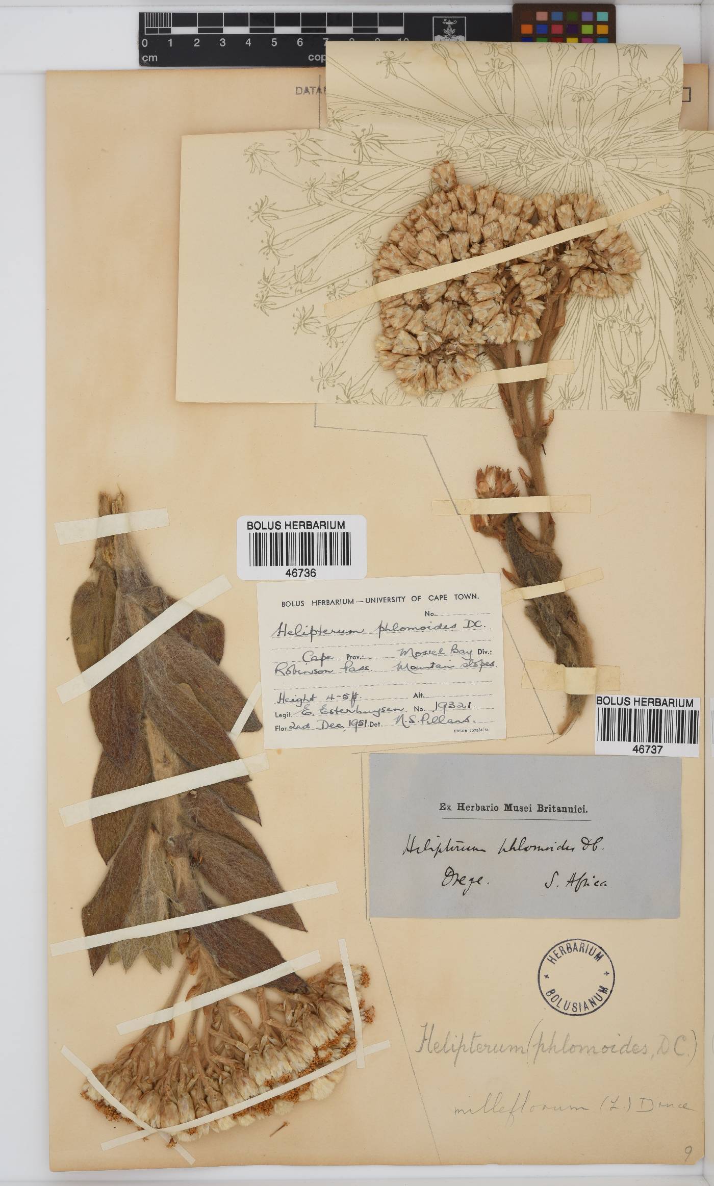 Syncarpha milleflora image