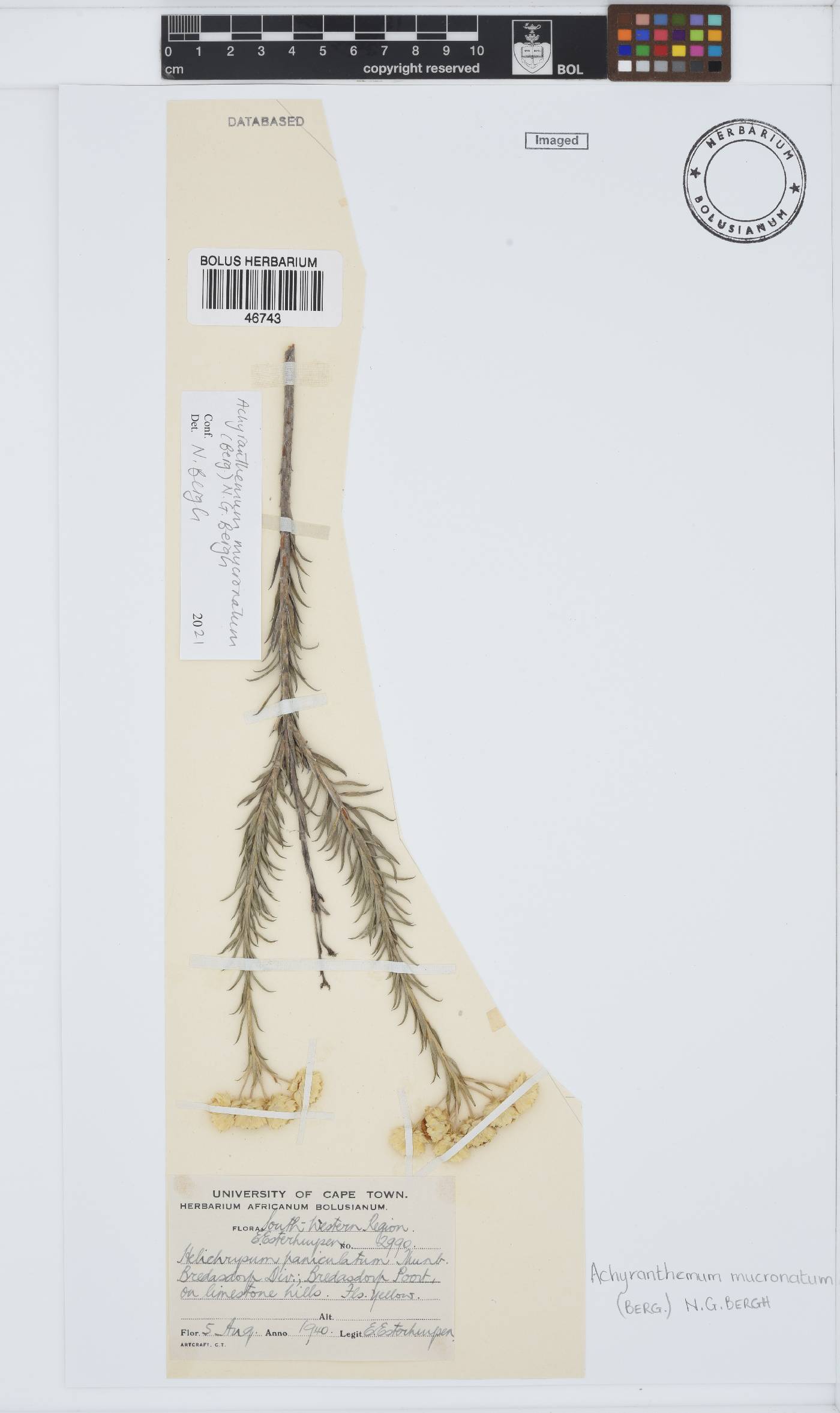 Achyranthemum mucronatum image