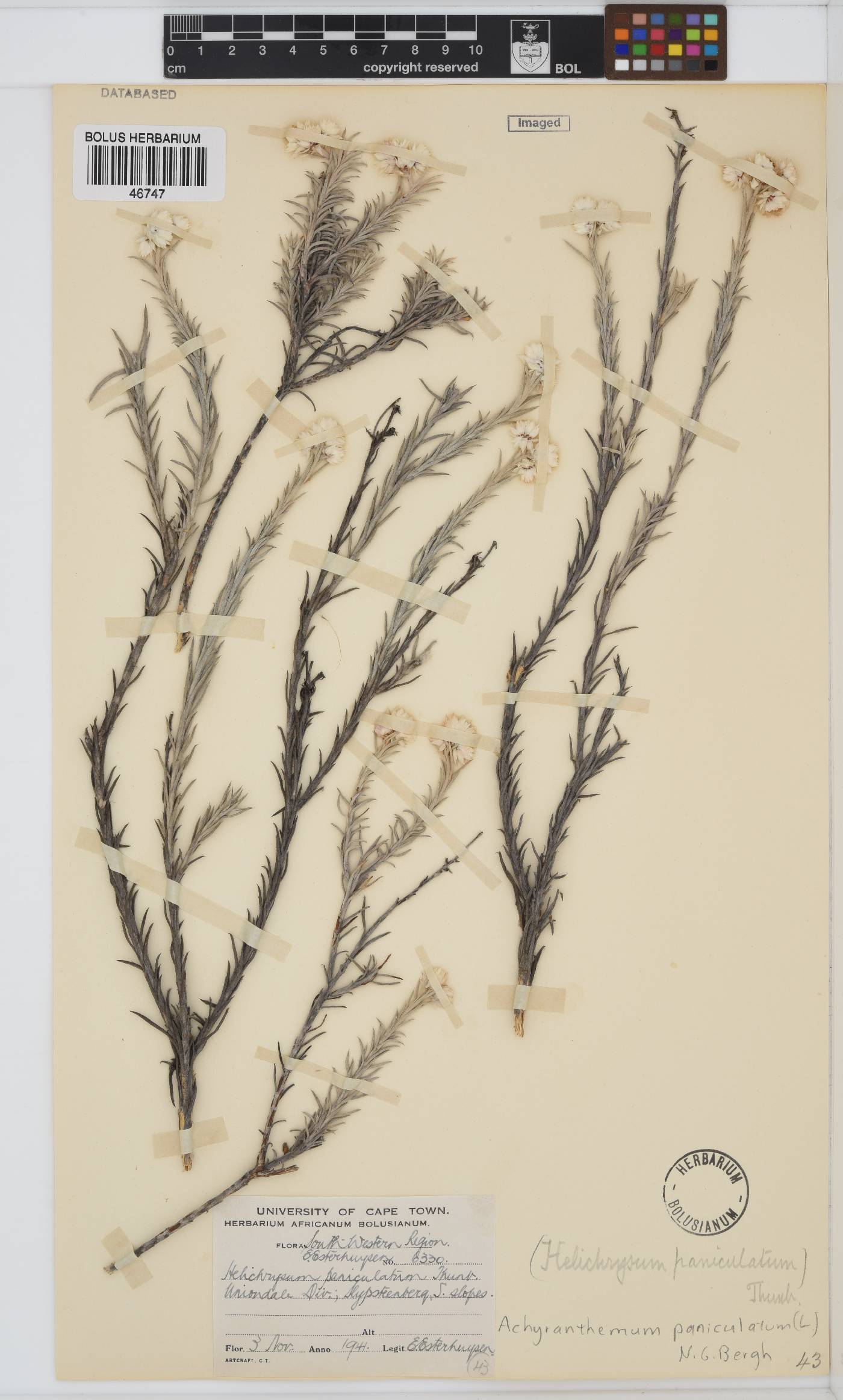 Achyranthemum image