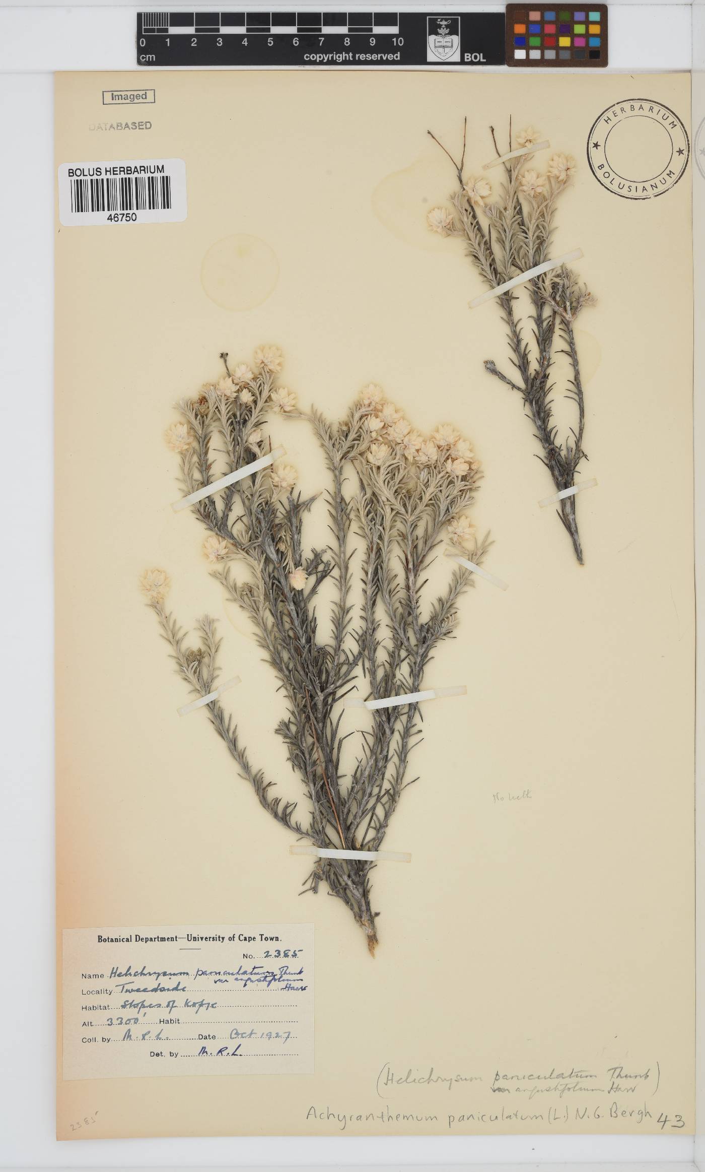 Achyranthemum paniculatum image