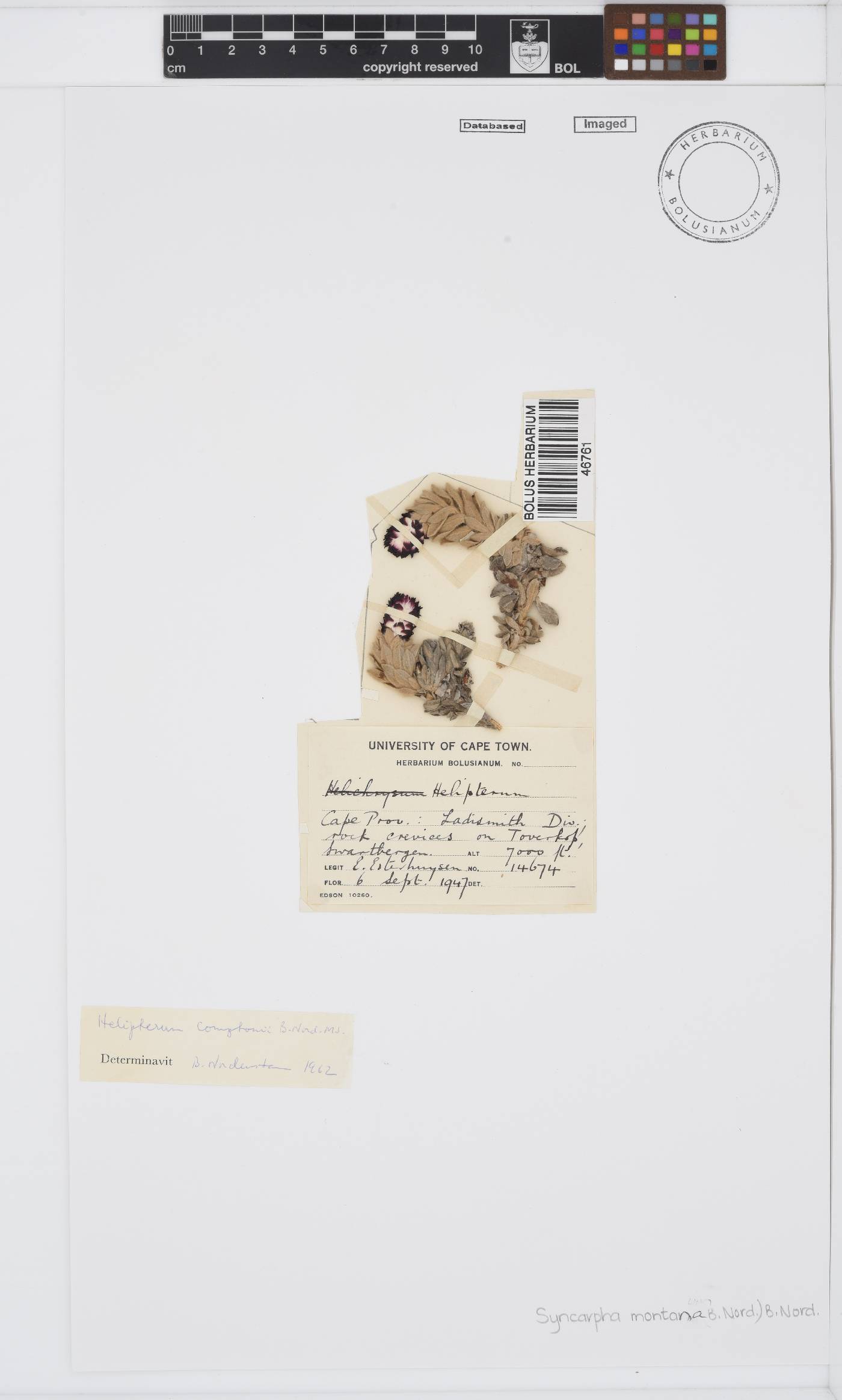 Syncarpha montana image