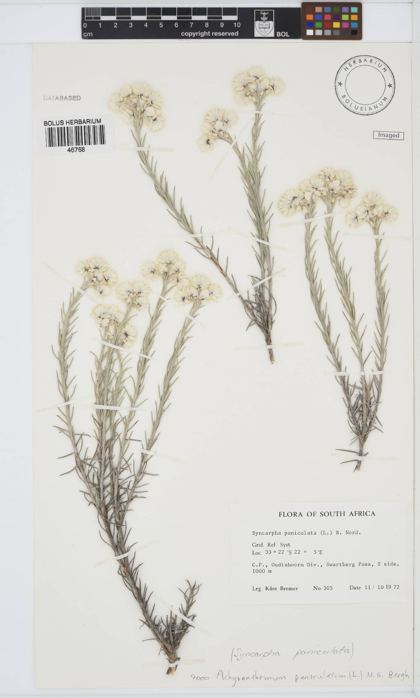 Achyranthemum paniculatum image
