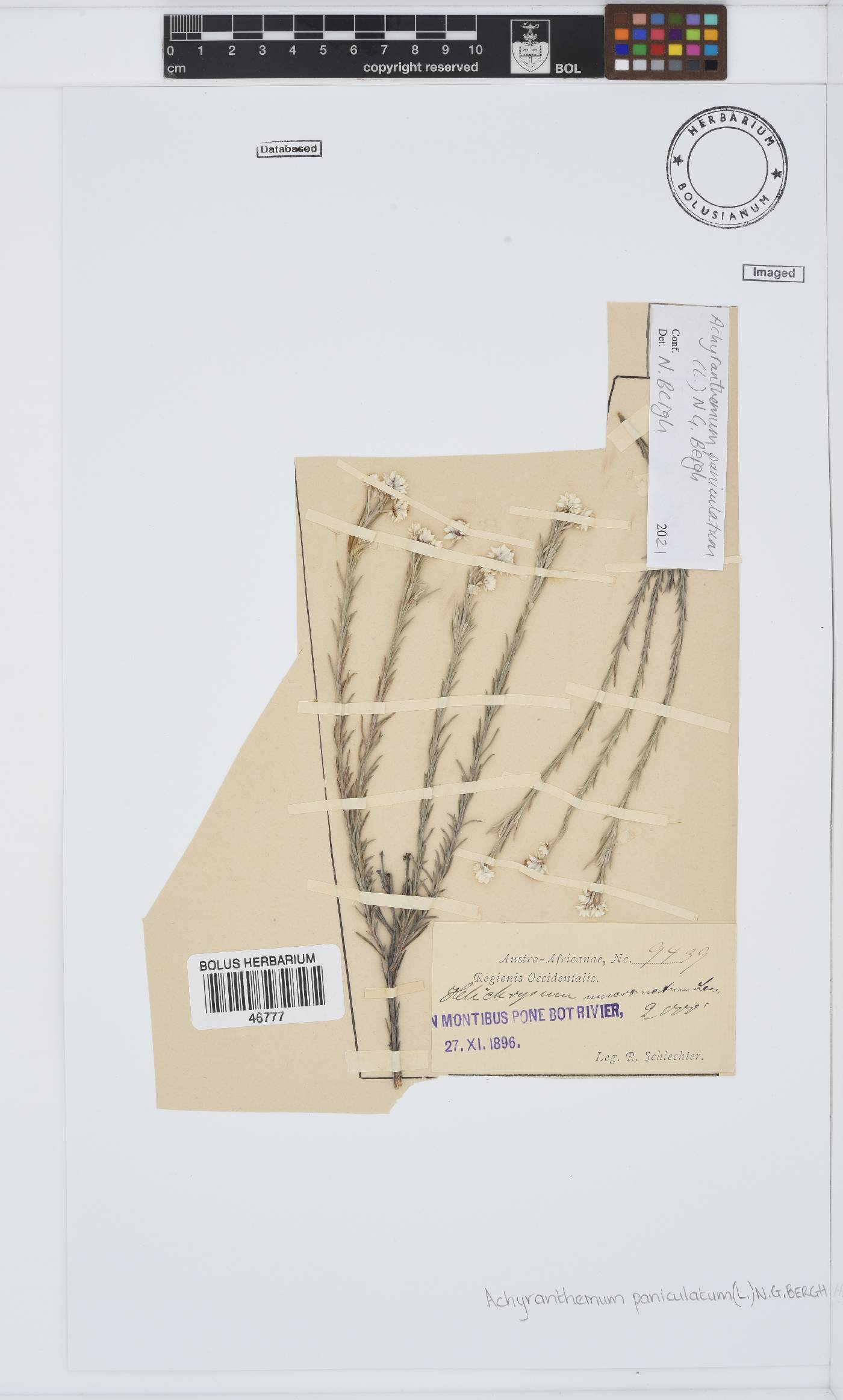 Achyranthemum paniculatum image