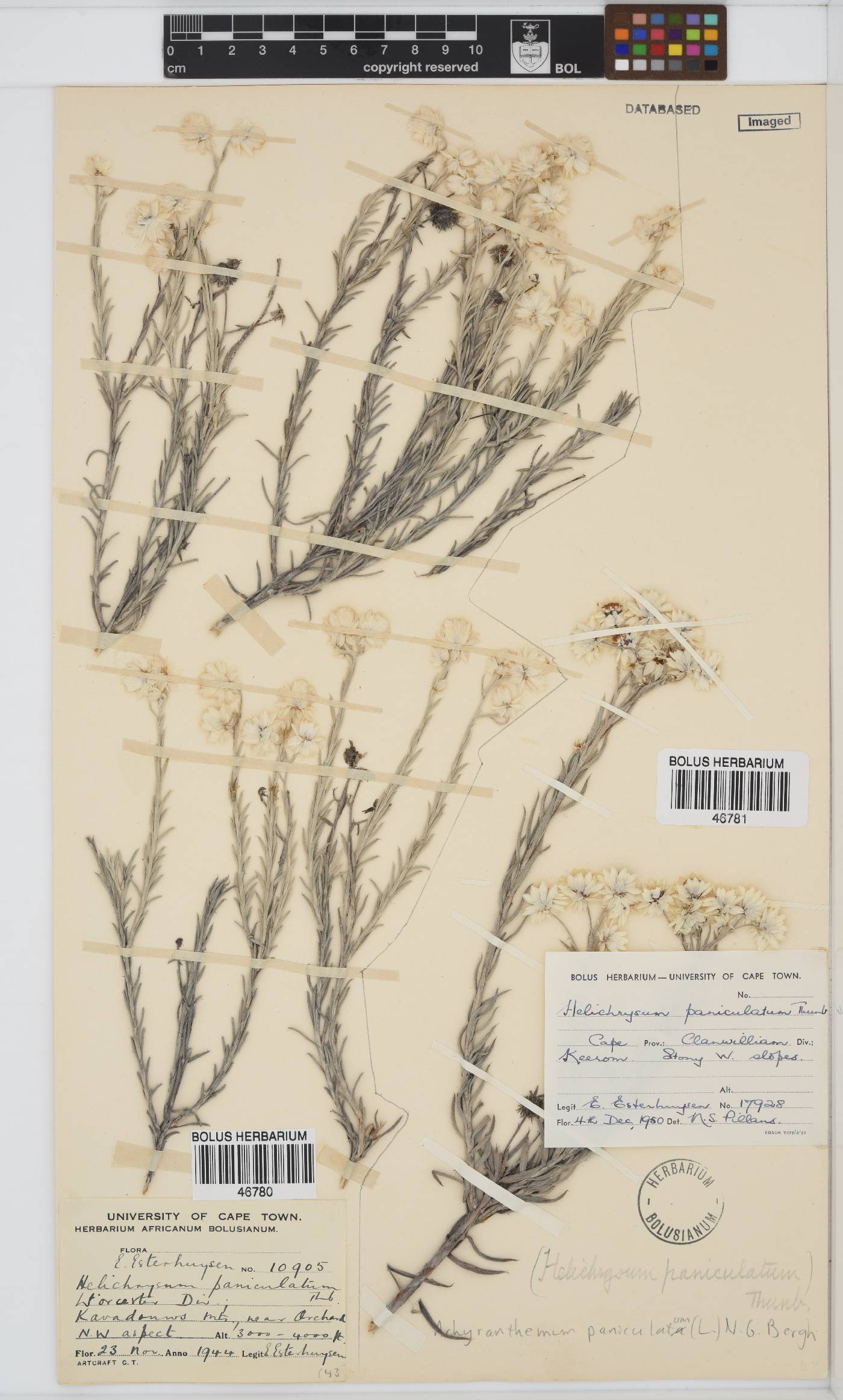 Achyranthemum paniculatum image