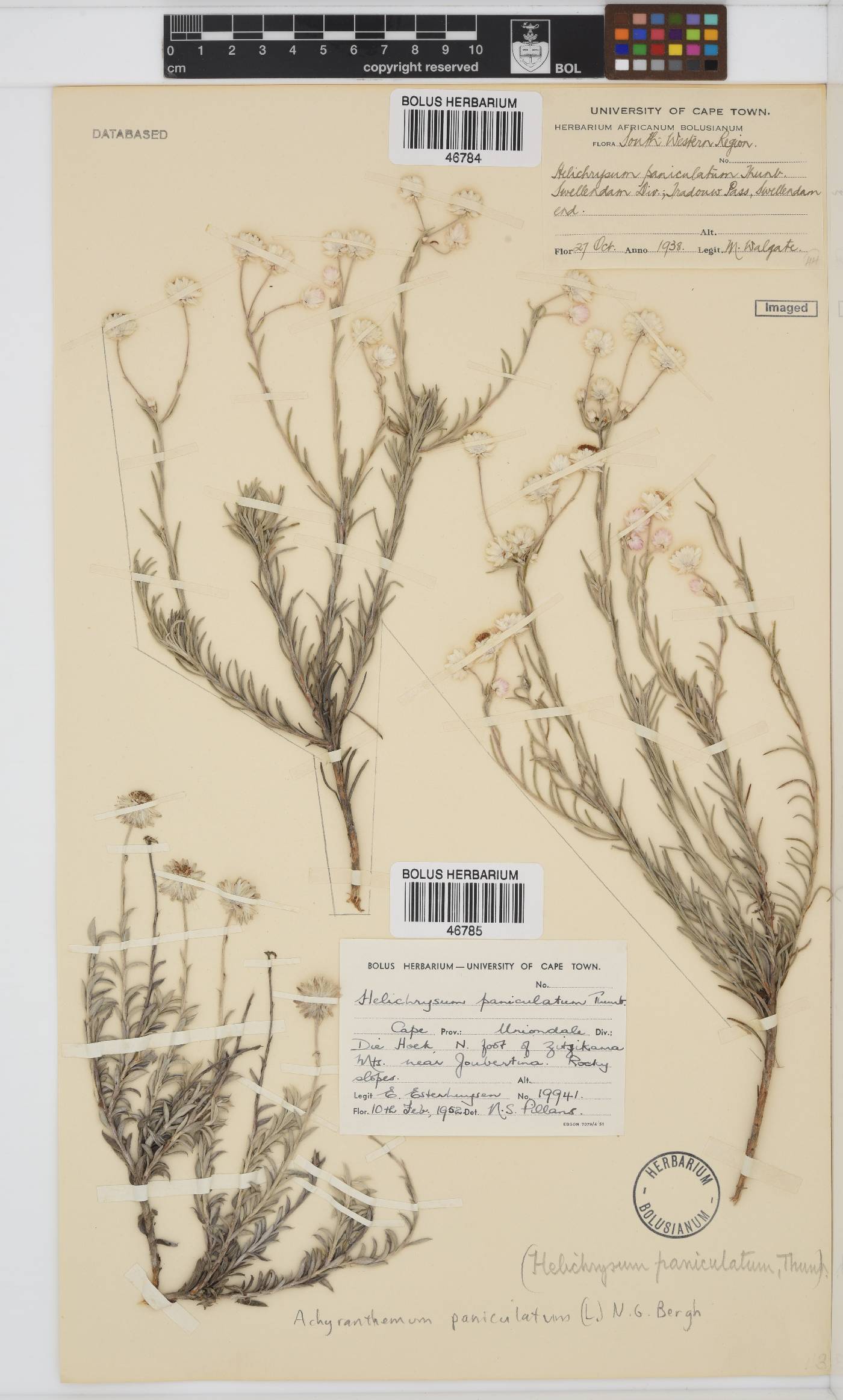 Achyranthemum image