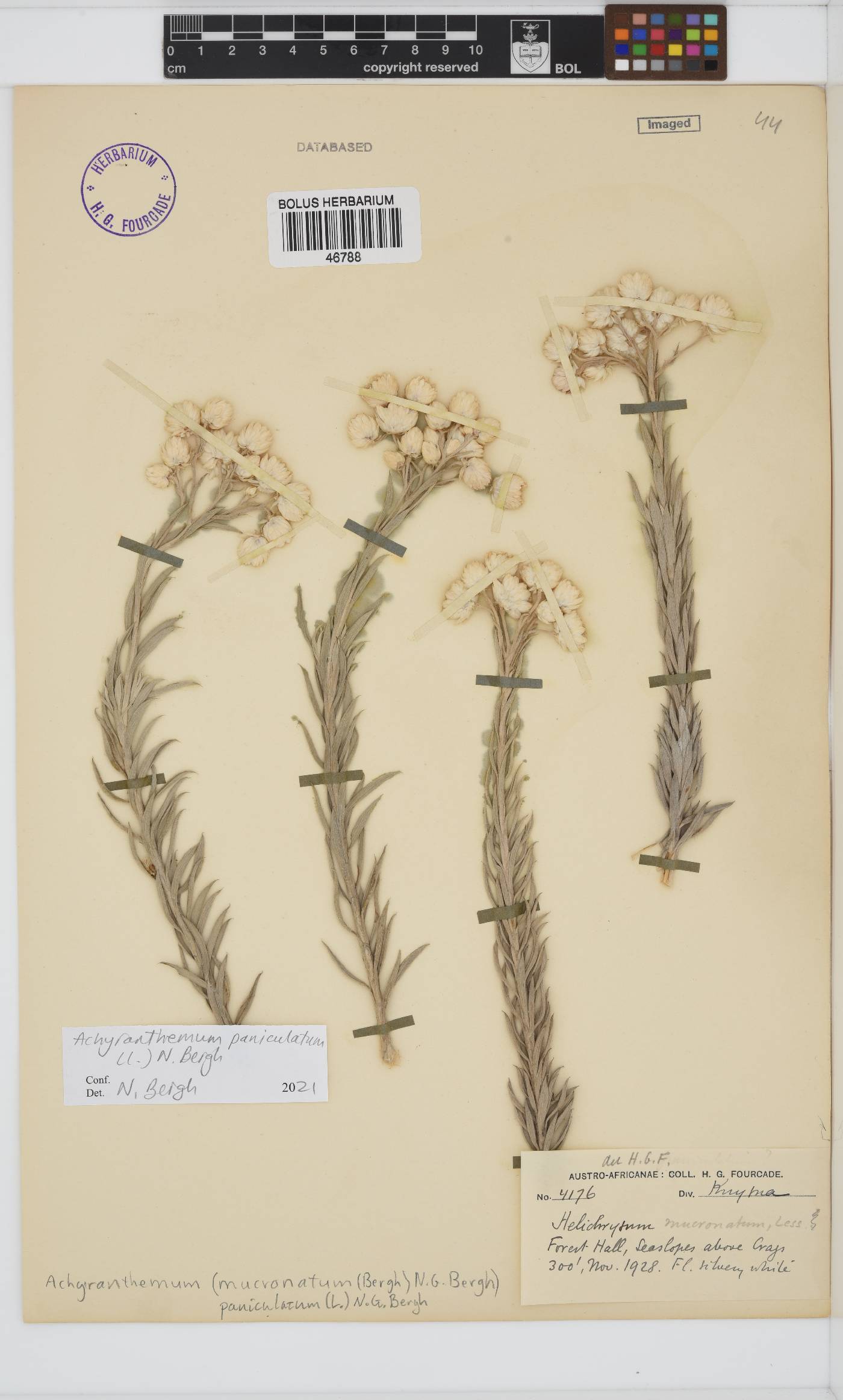 Achyranthemum paniculatum image