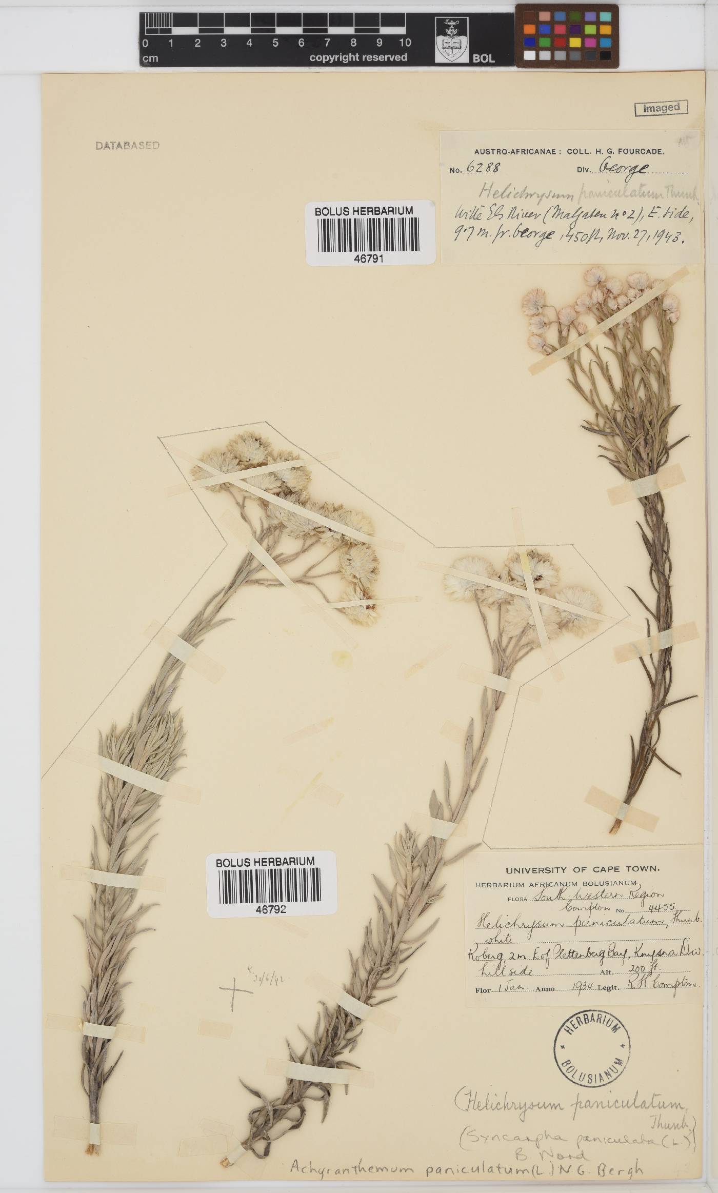 Achyranthemum paniculatum image