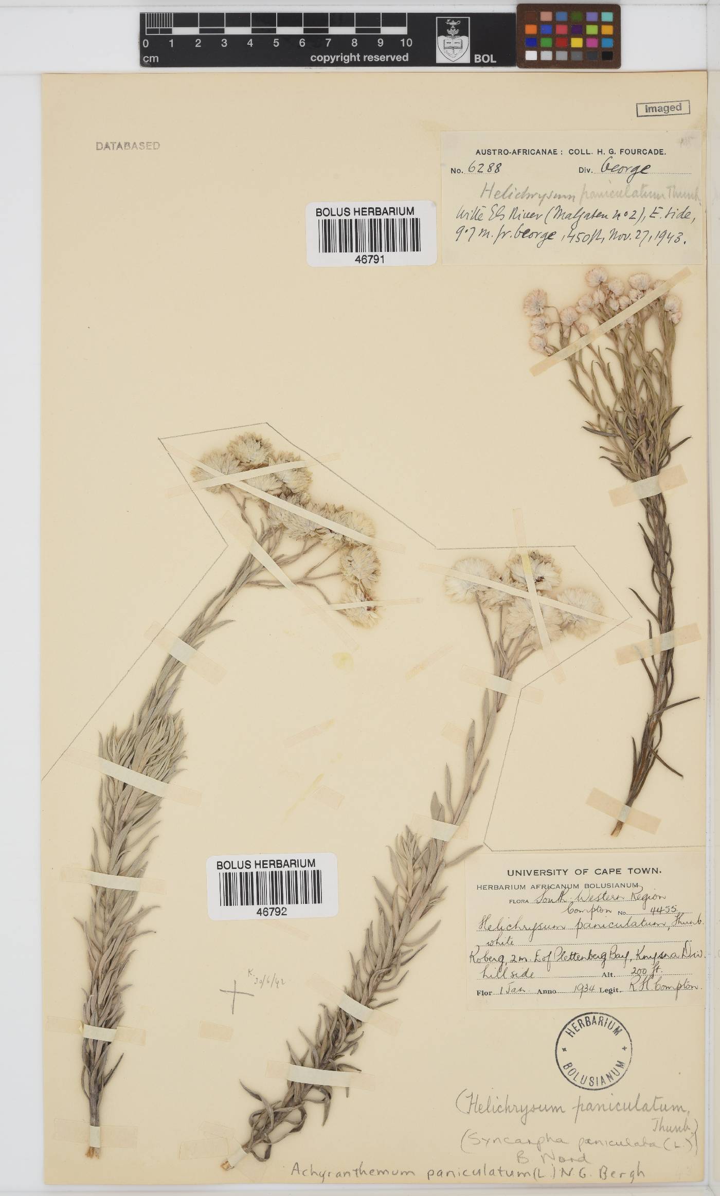 Achyranthemum paniculatum image