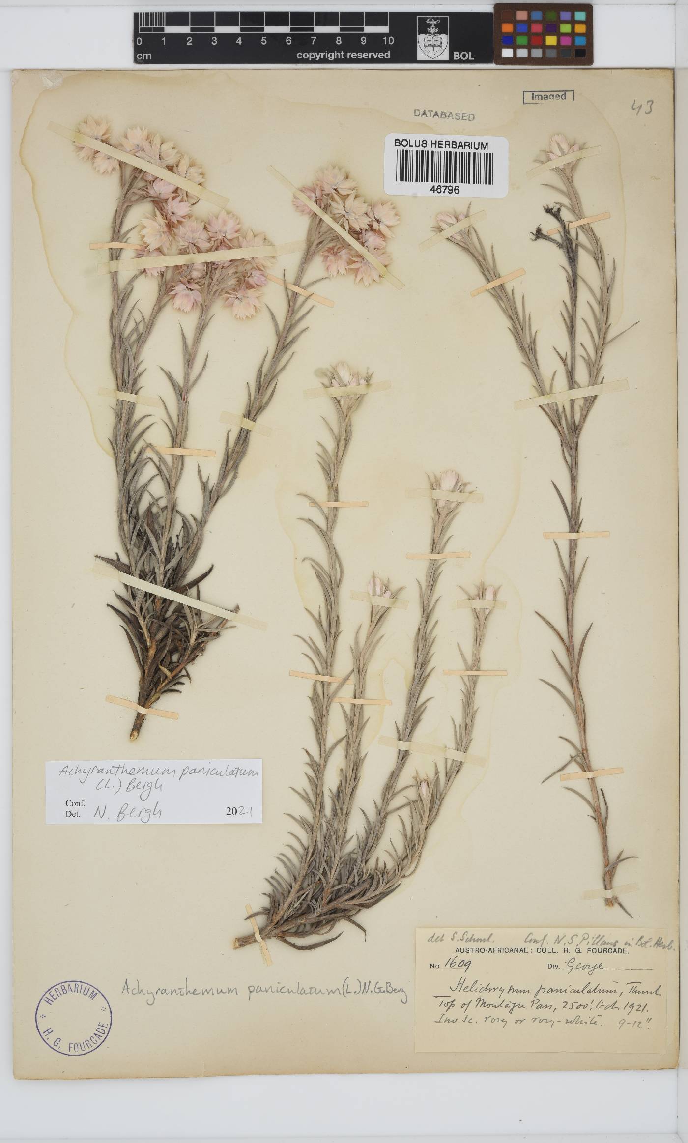 Achyranthemum paniculatum image