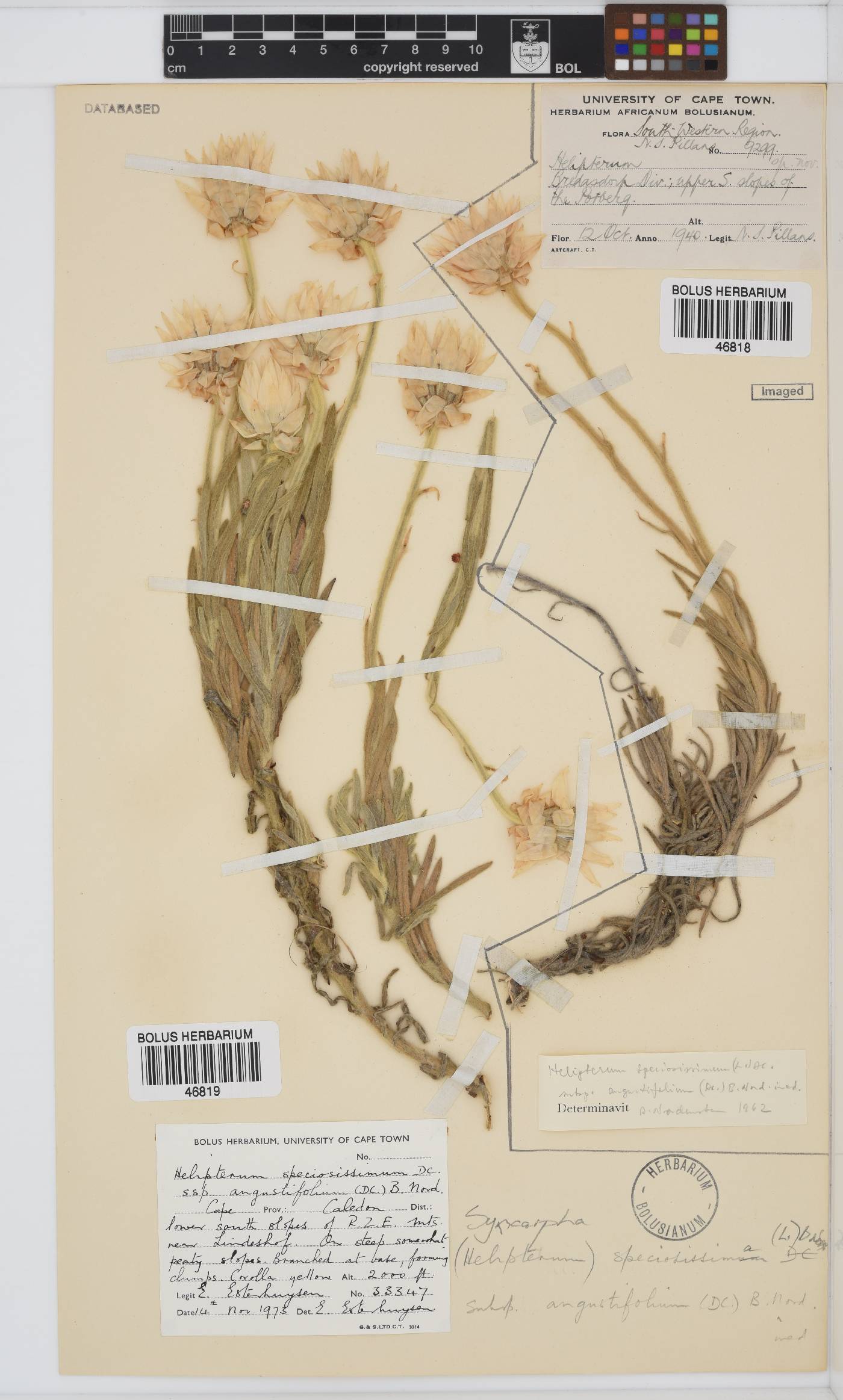 Syncarpha speciosissima subsp. angustifolia image