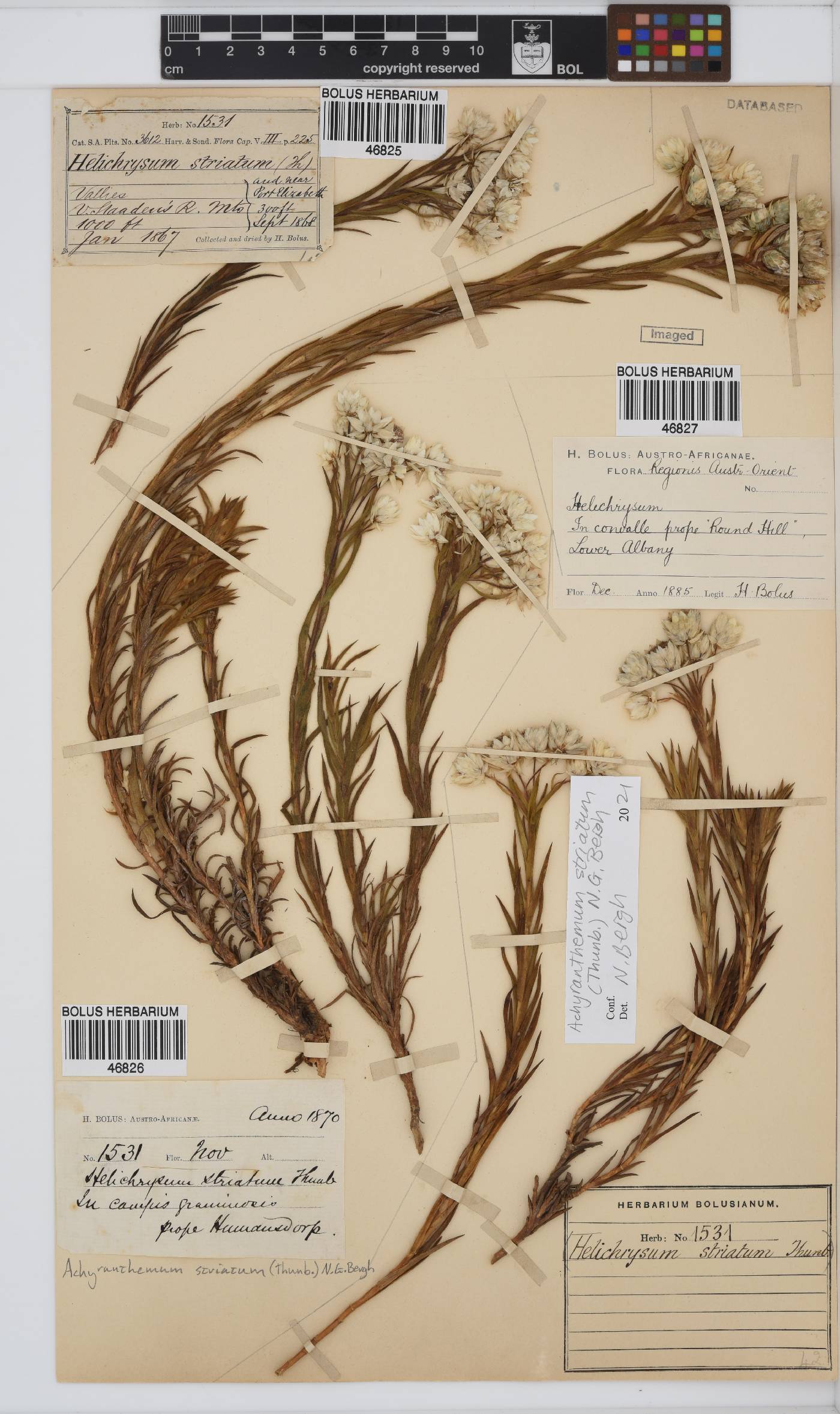Achyranthemum striatum image