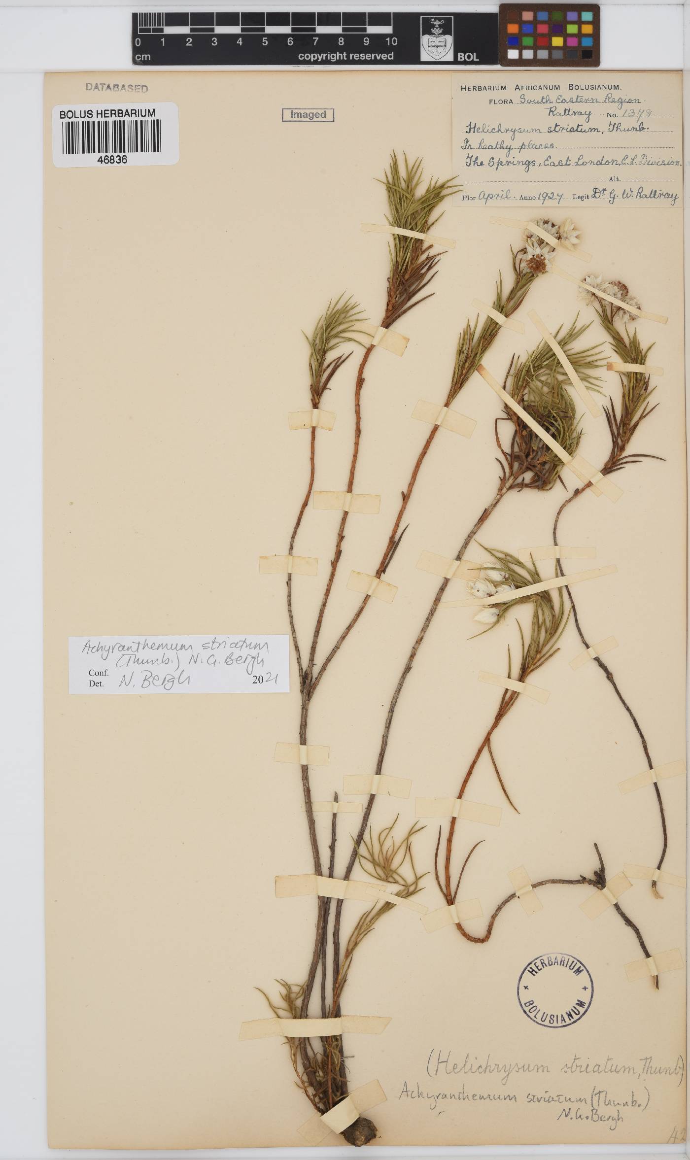 Achyranthemum striatum image