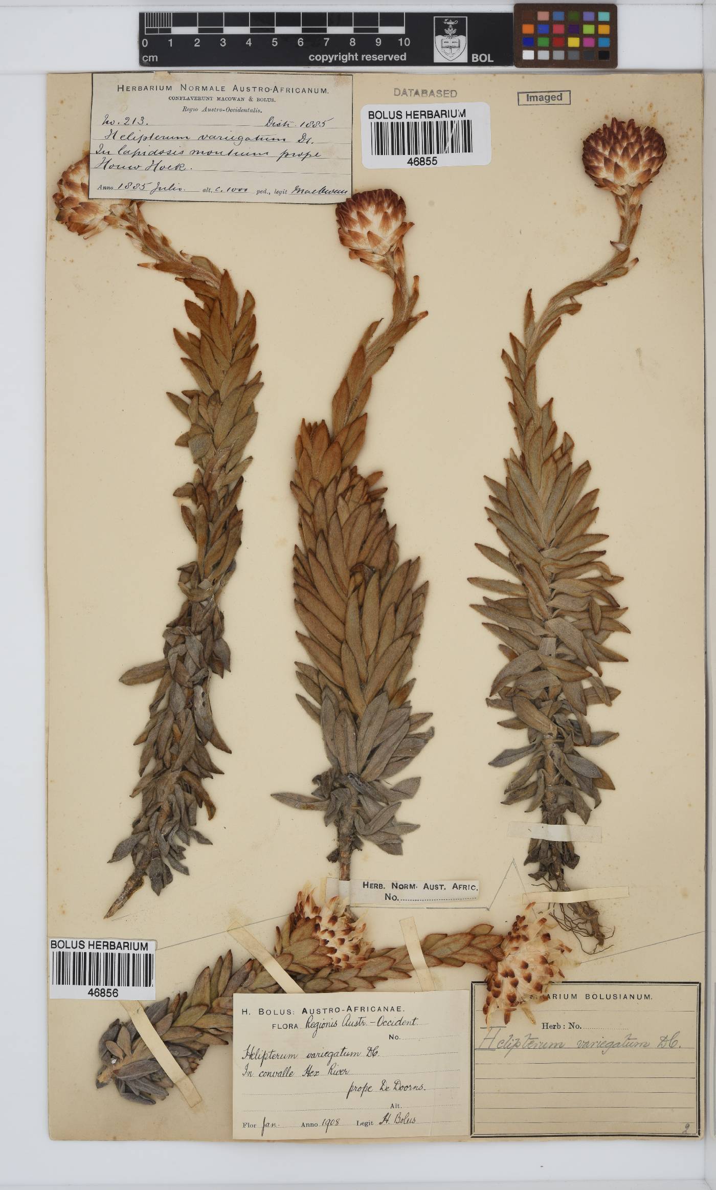 Syncarpha variegata image