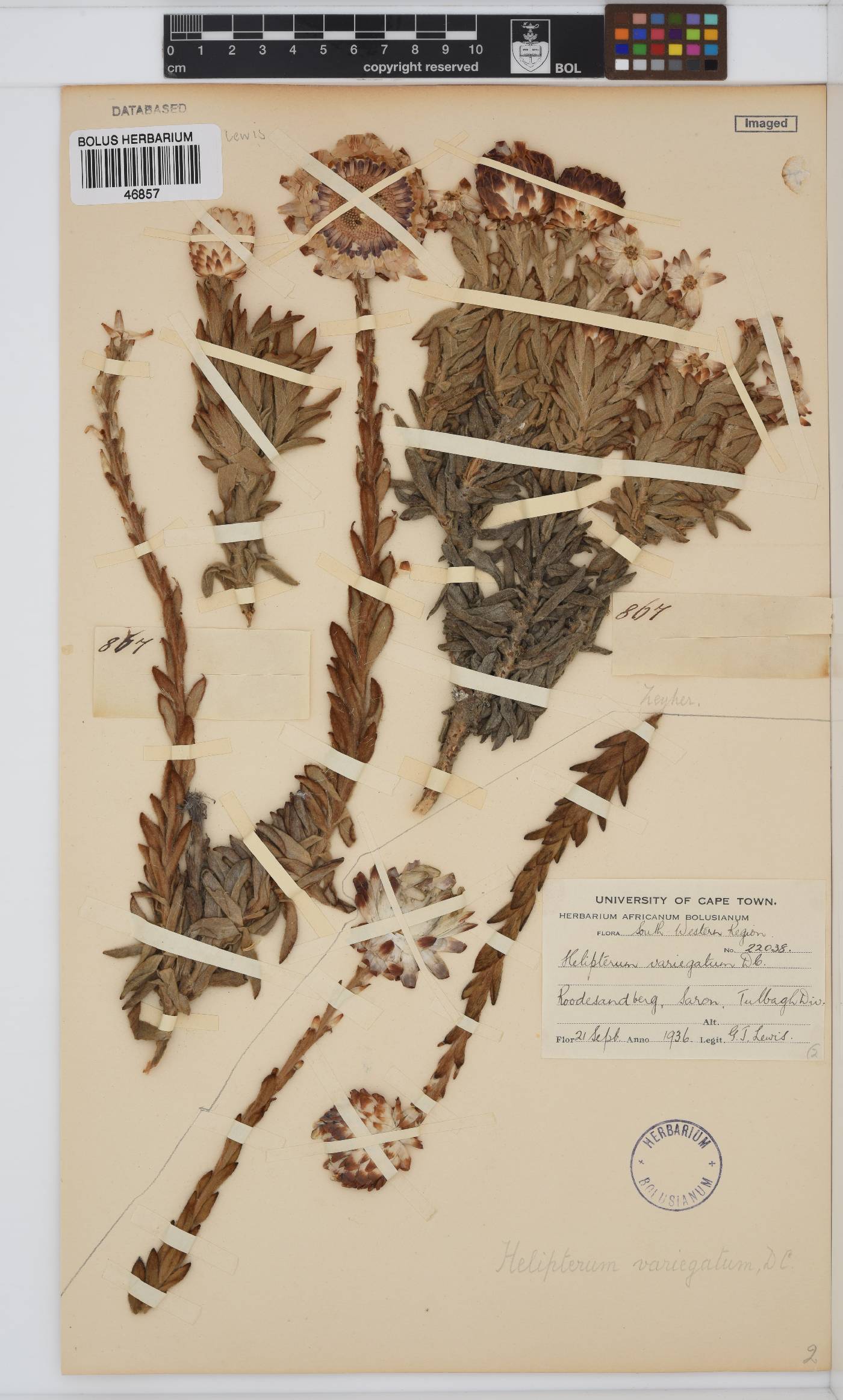 Syncarpha variegata image