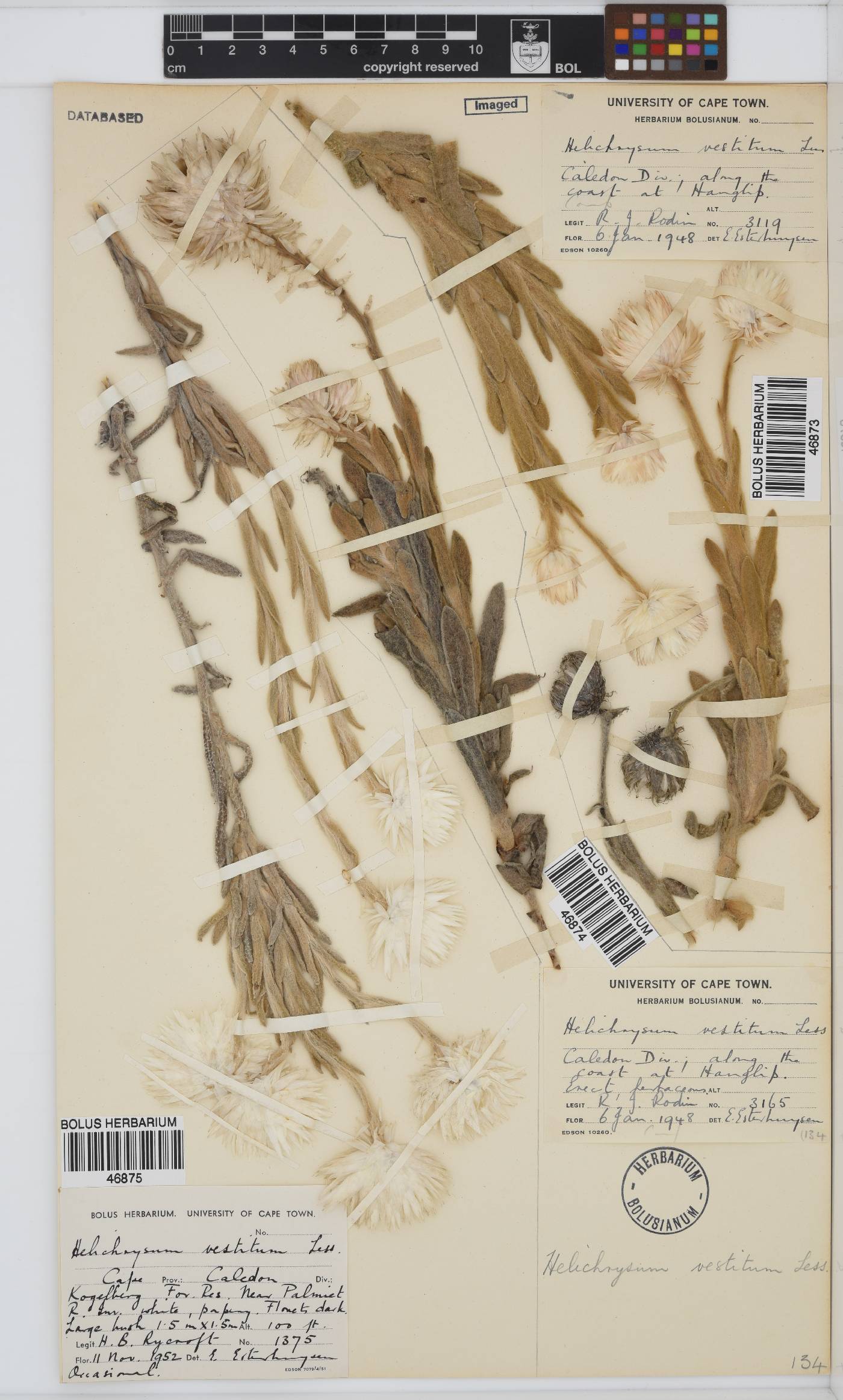Syncarpha vestita image