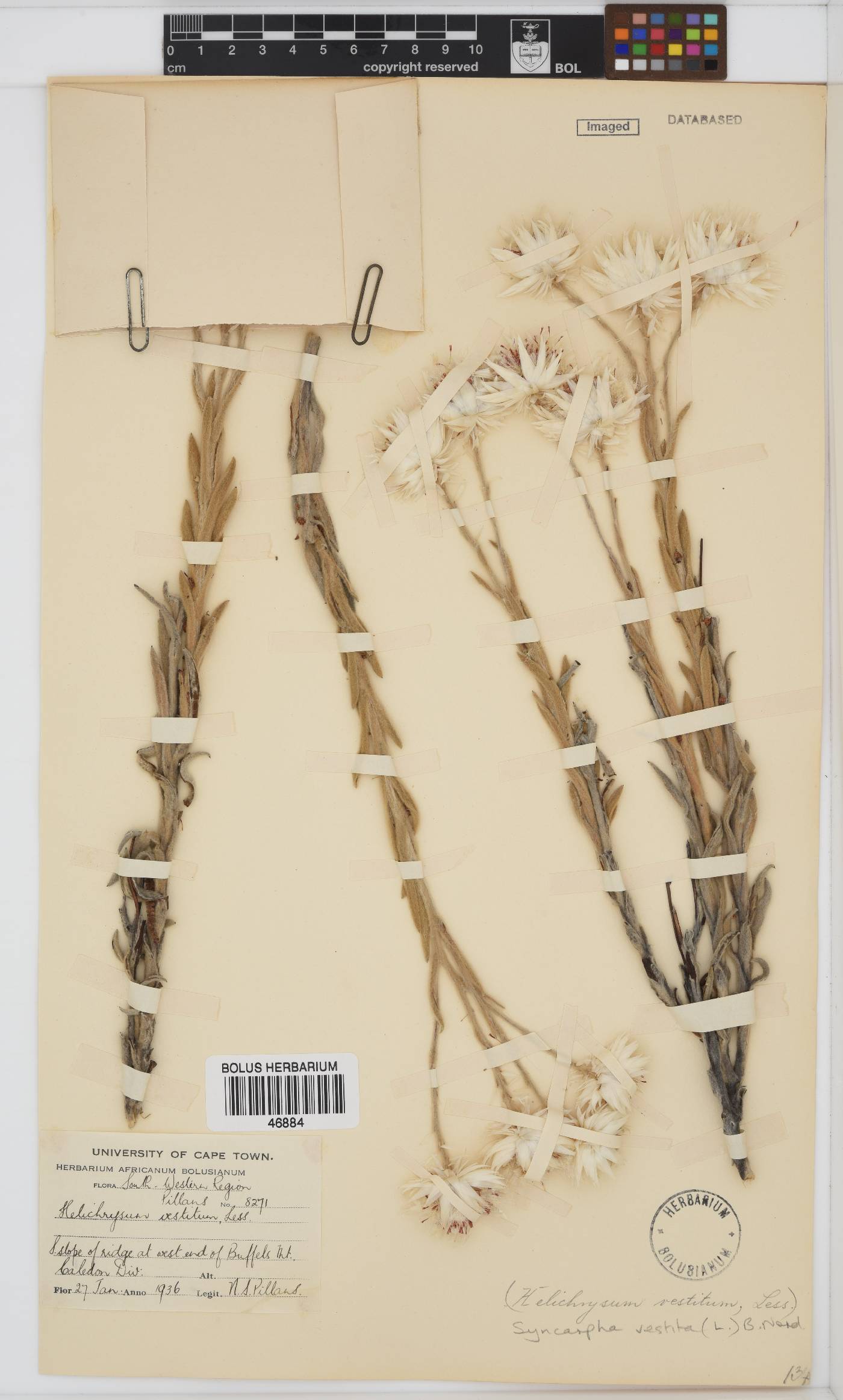 Syncarpha vestita image
