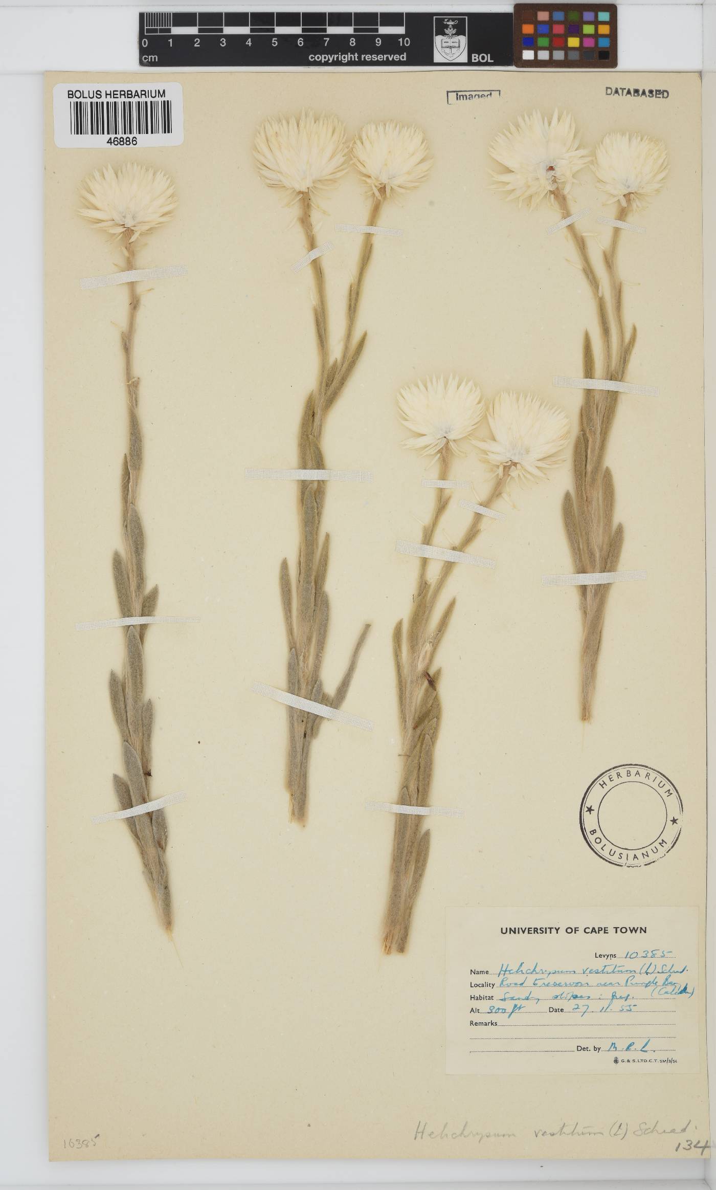 Syncarpha vestita image