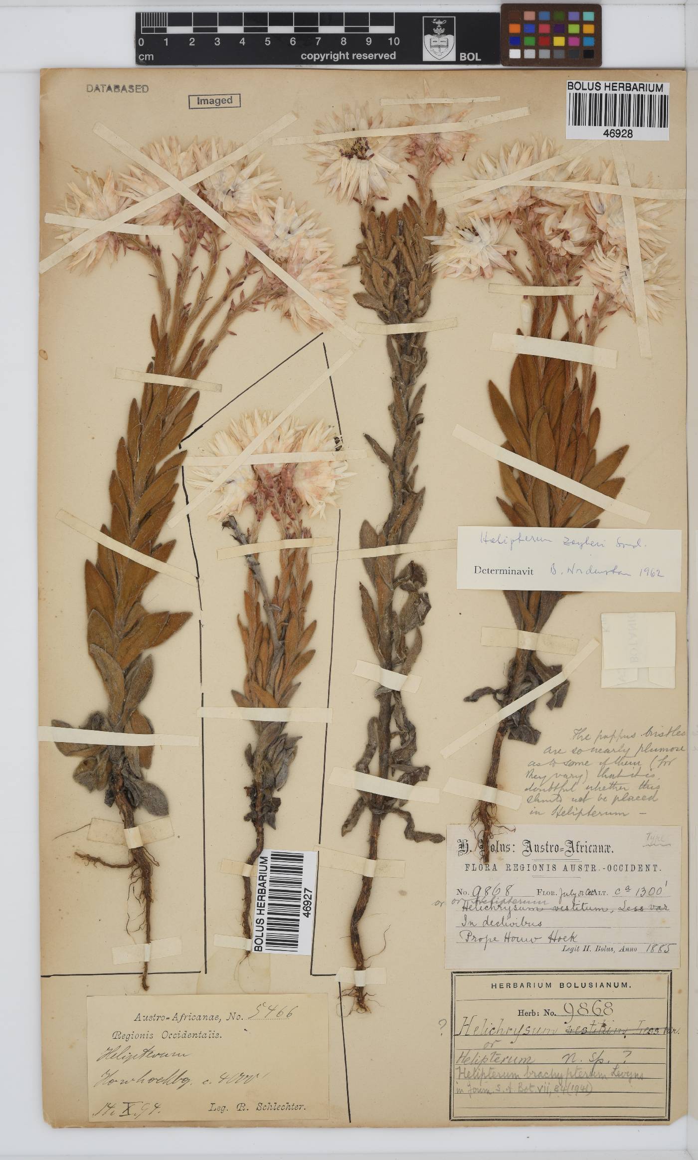 Syncarpha zeyheri image
