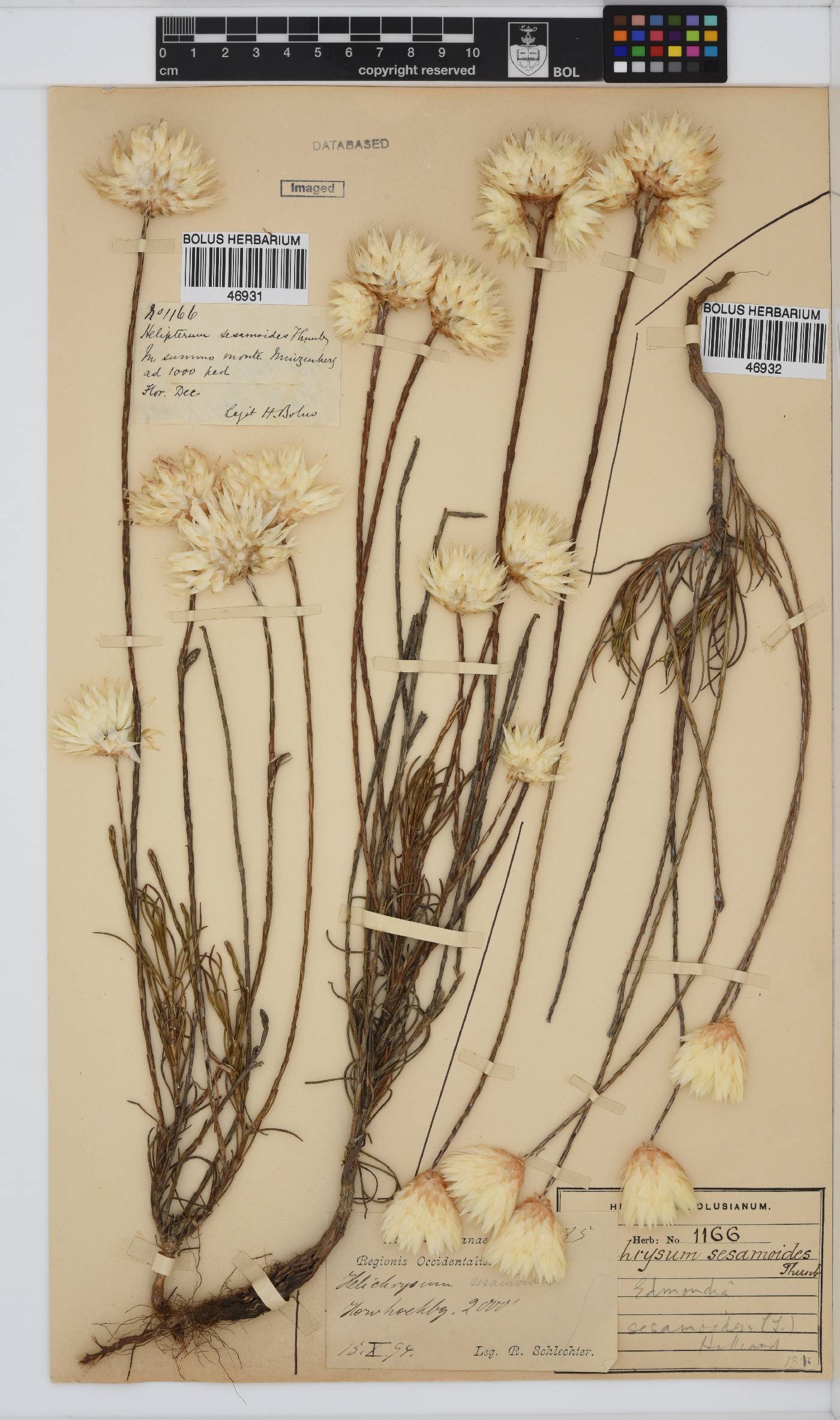 Edmondia sesamoides image