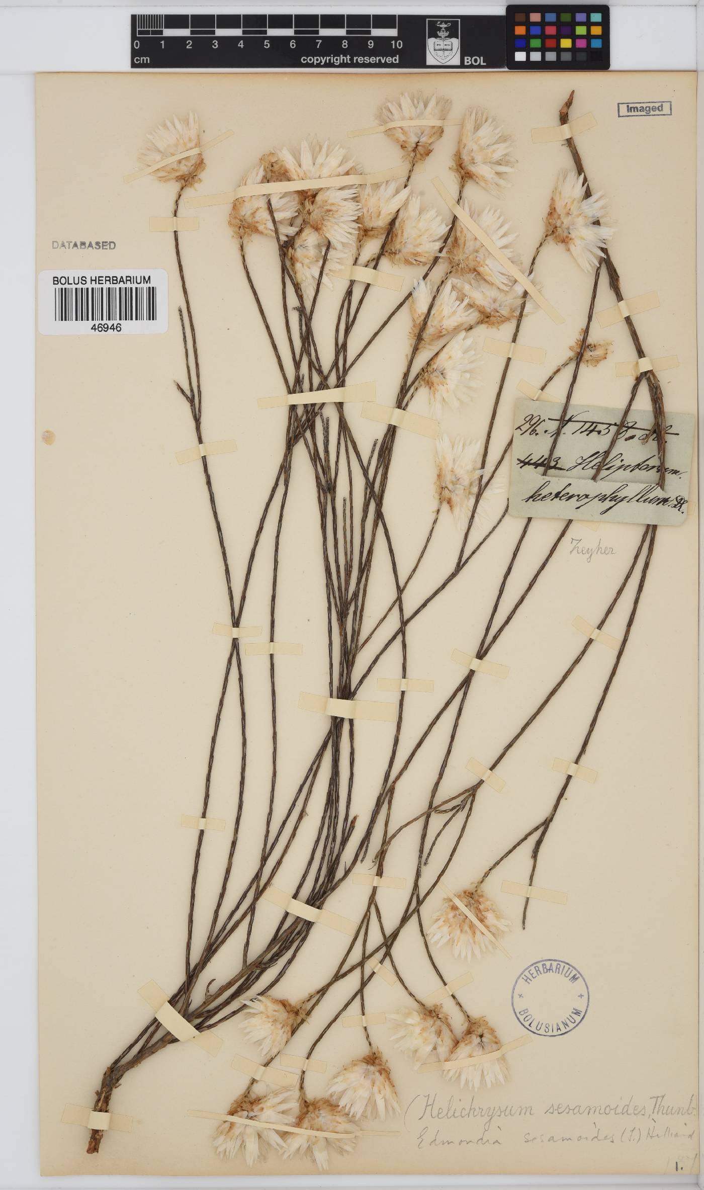 Edmondia sesamoides image