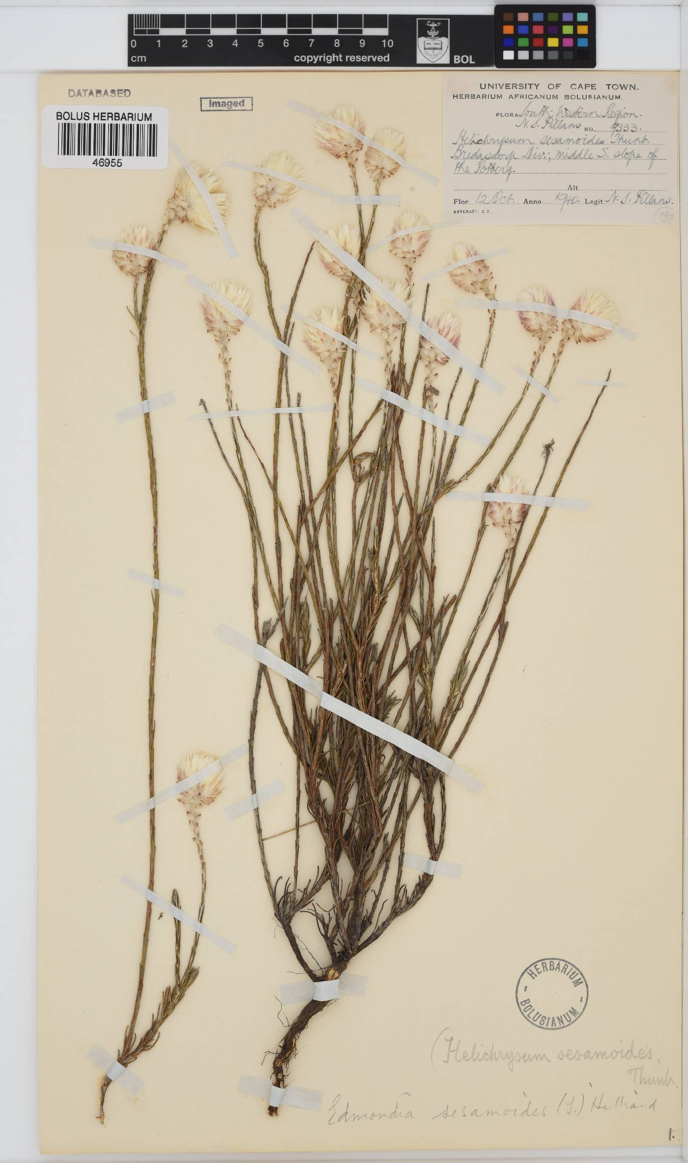 Edmondia sesamoides image