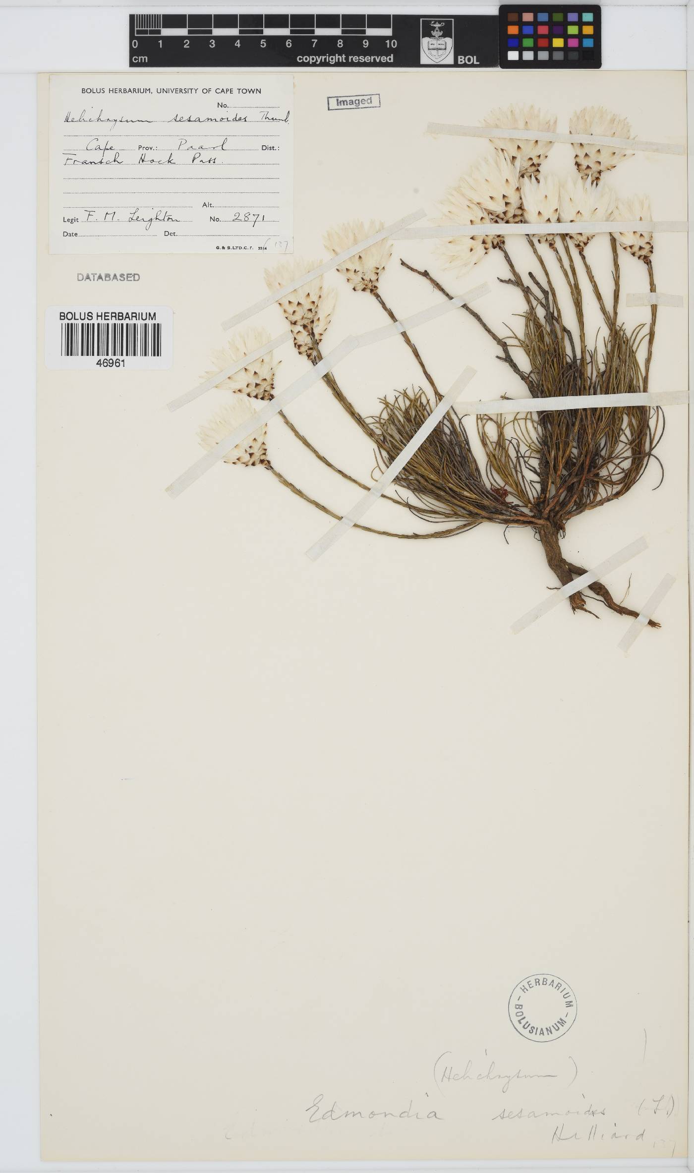 Edmondia sesamoides image