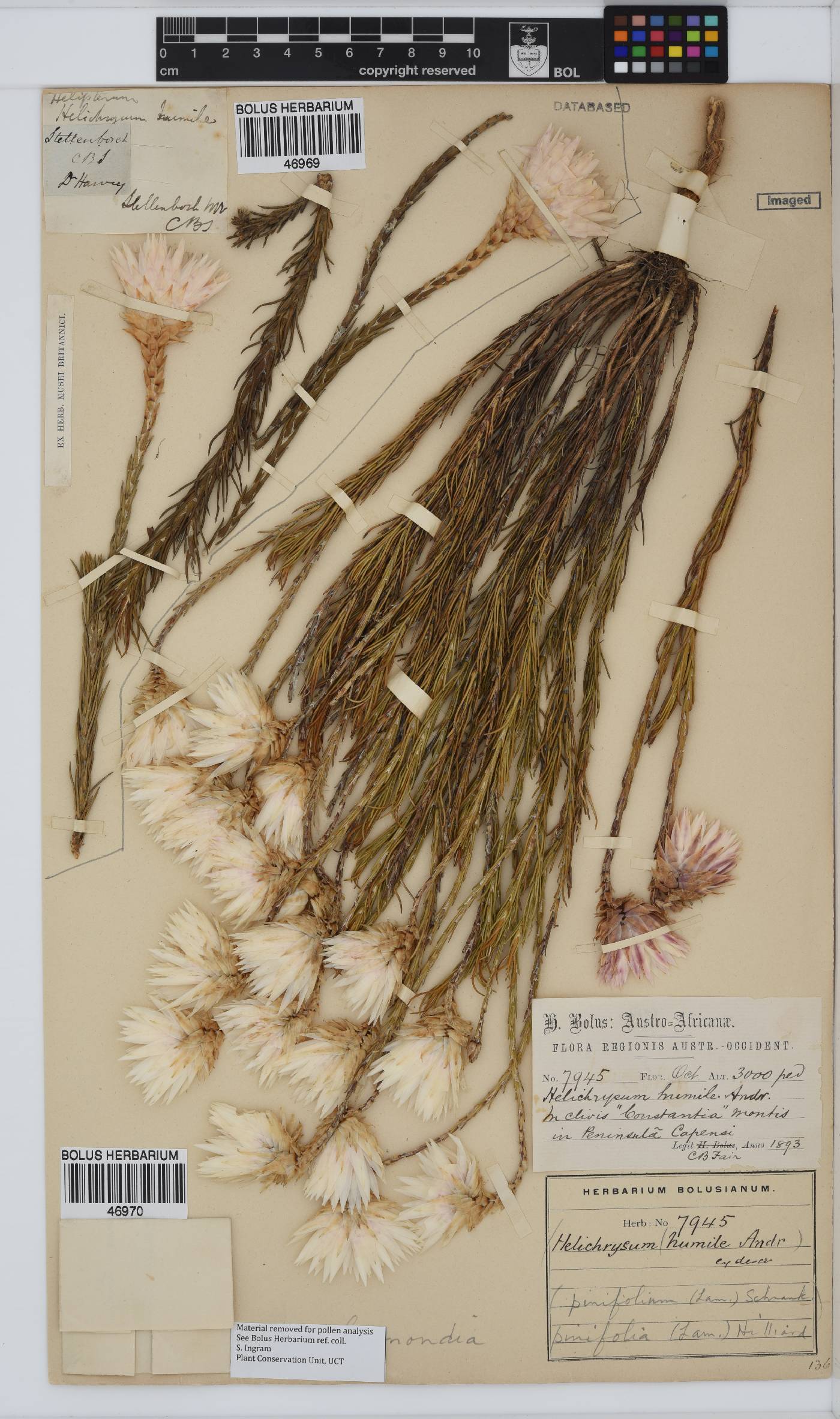 Edmondia image
