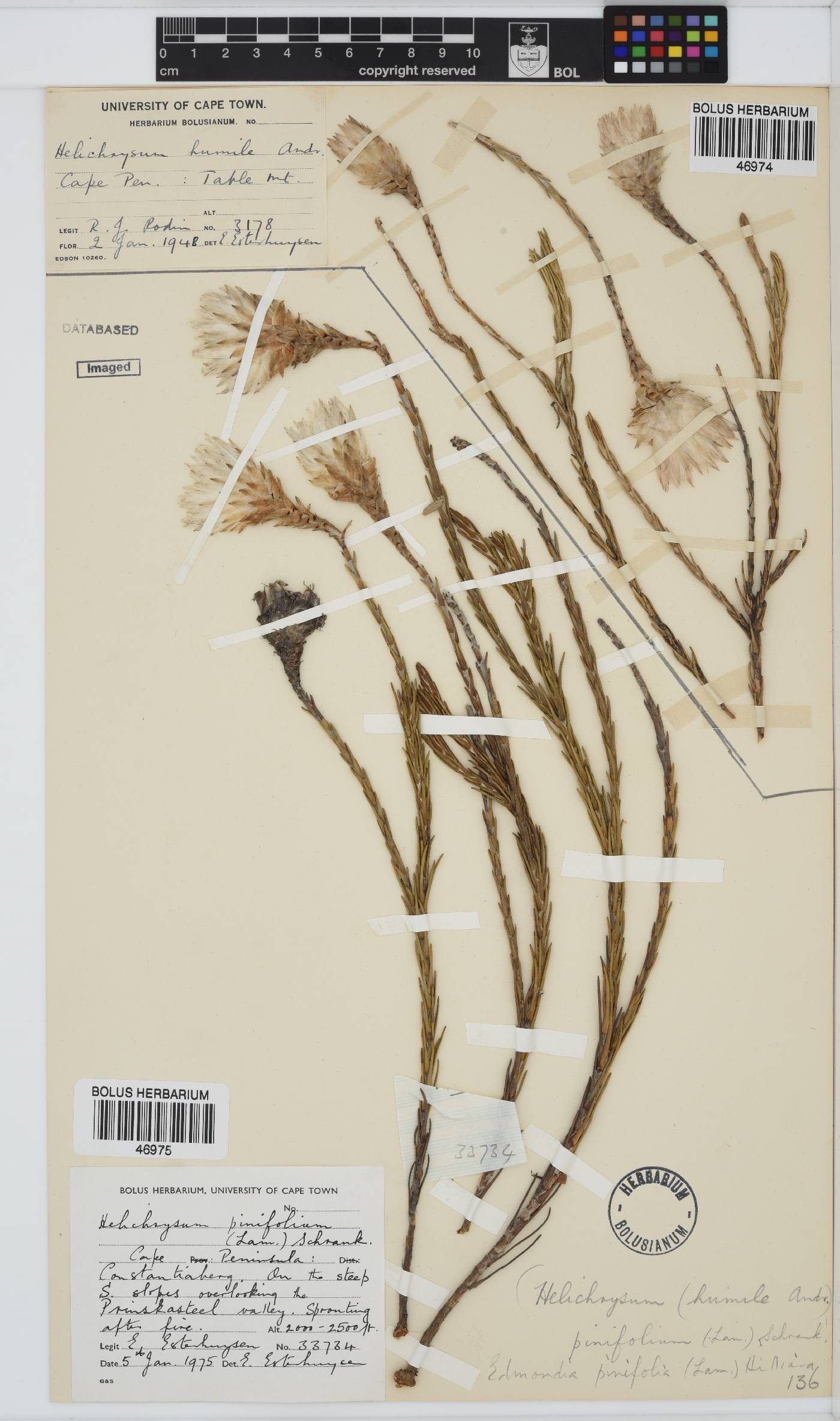 Edmondia pinifolia image