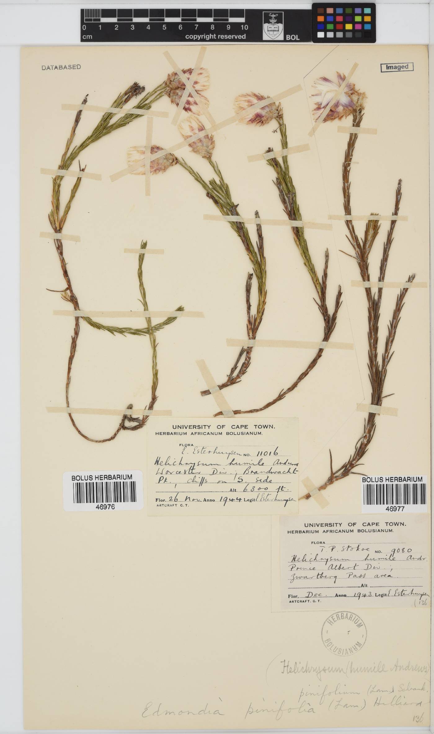 Edmondia pinifolia image