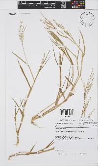 Panicum gilvum image