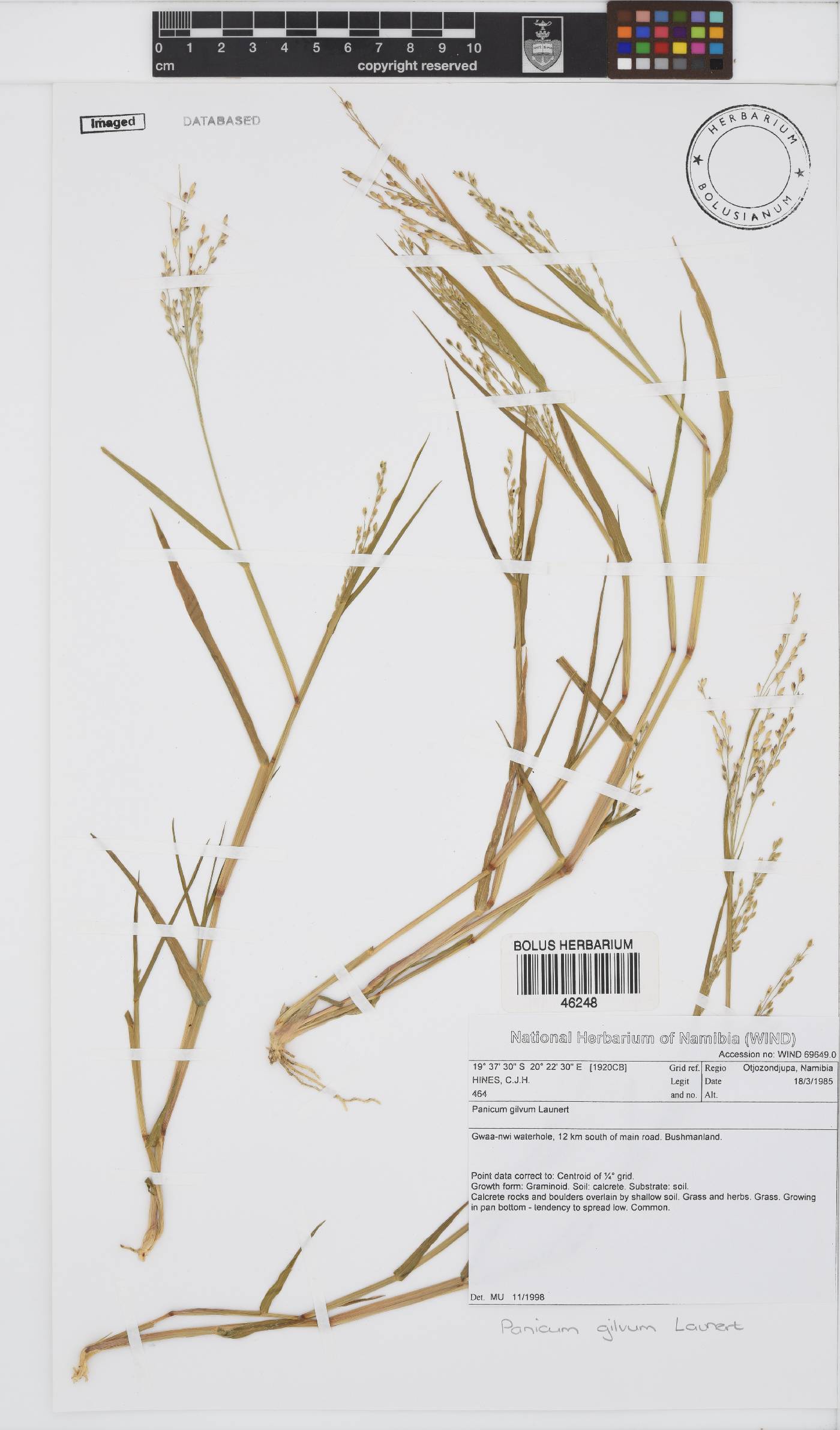 Panicum gilvum image